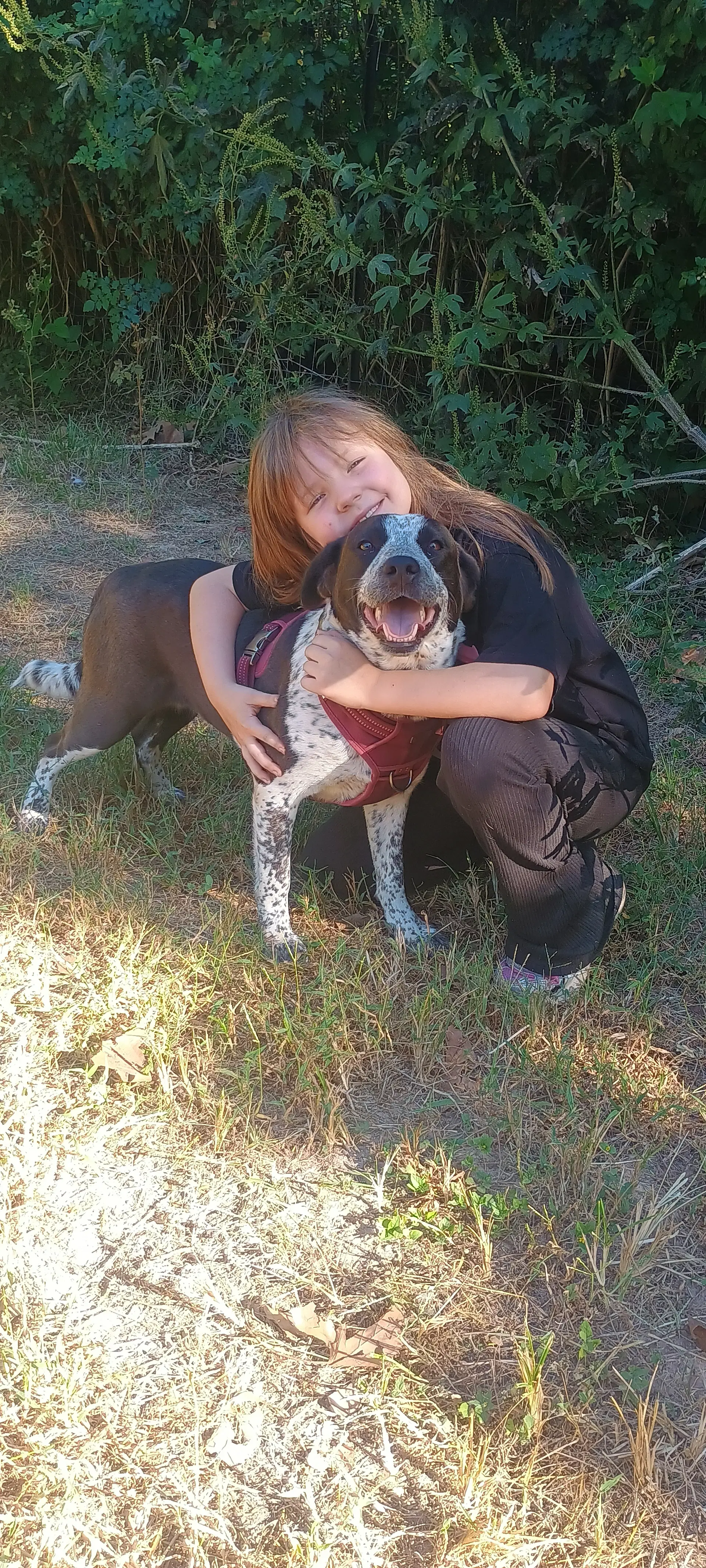 Miss Molly - German Shorthaired Pointer