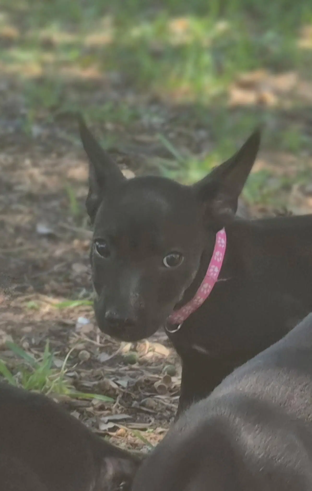 Sinclair - Labrador Retriever