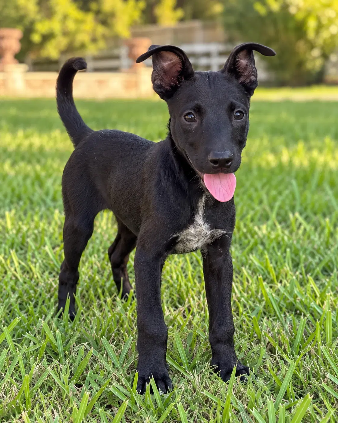 Miniature - Labrador Retriever