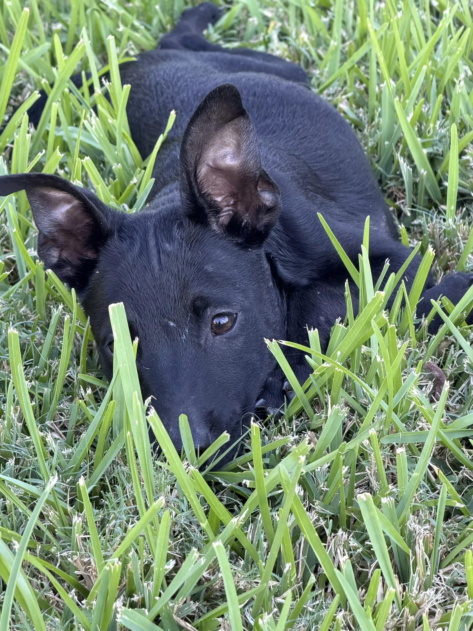 Sinjin - Labrador Retriever