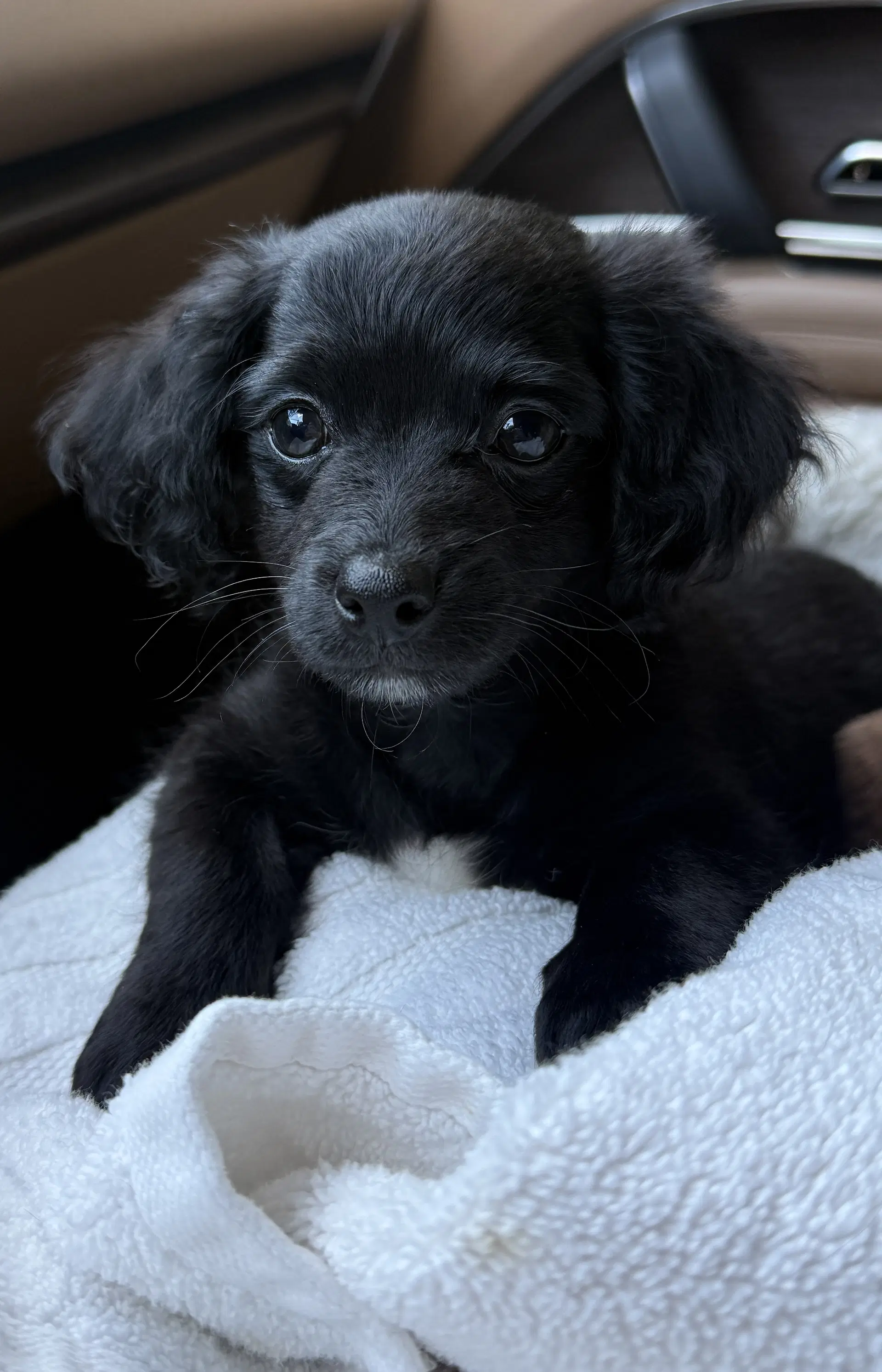 Jason - Dachshund