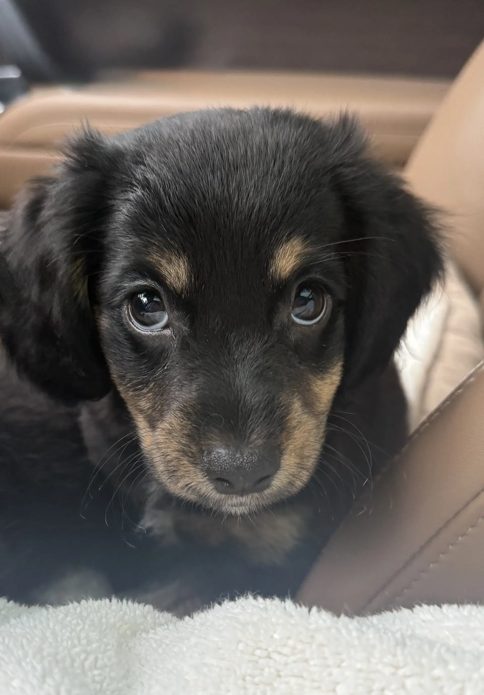 Tiffany - Dachshund