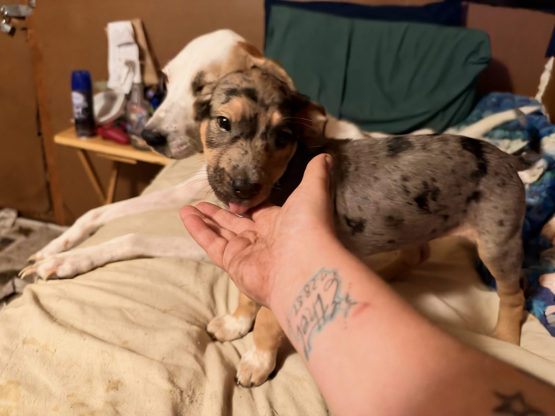Lilo