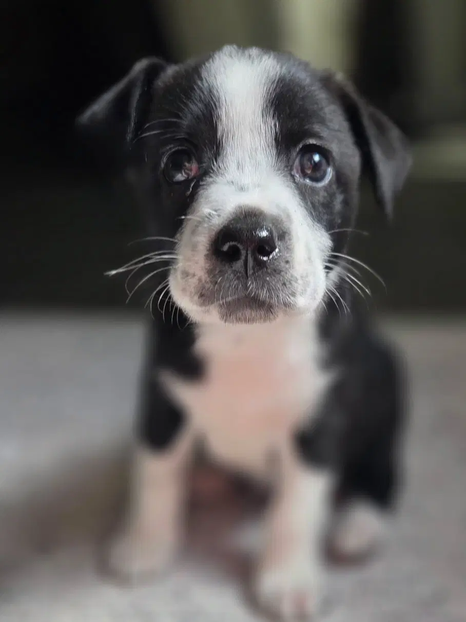 Ande - Labrador Retriever