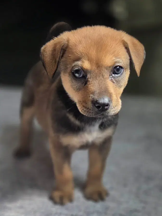 Kodiak - Labrador Retriever