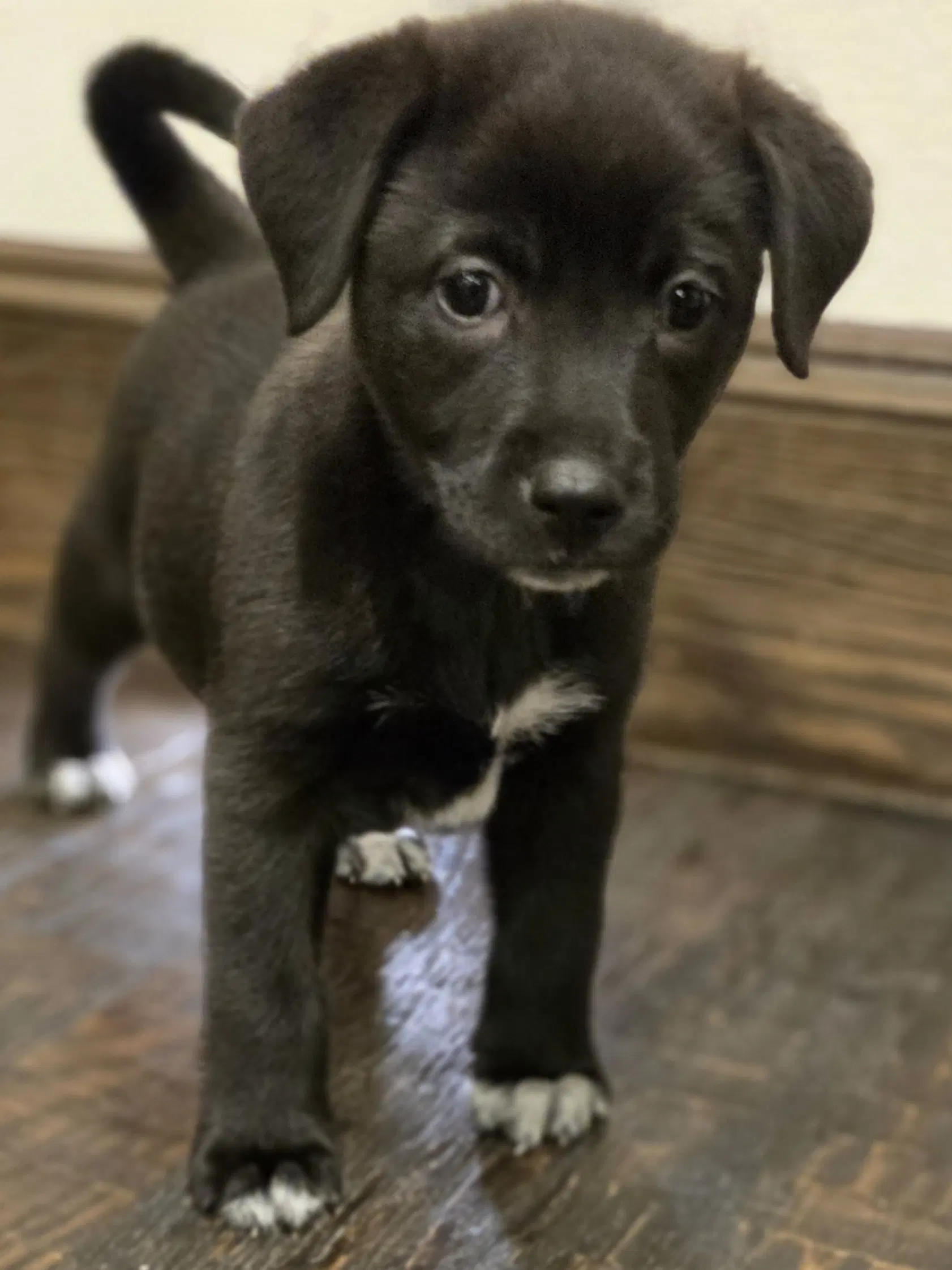 Smokey - Labrador Retriever