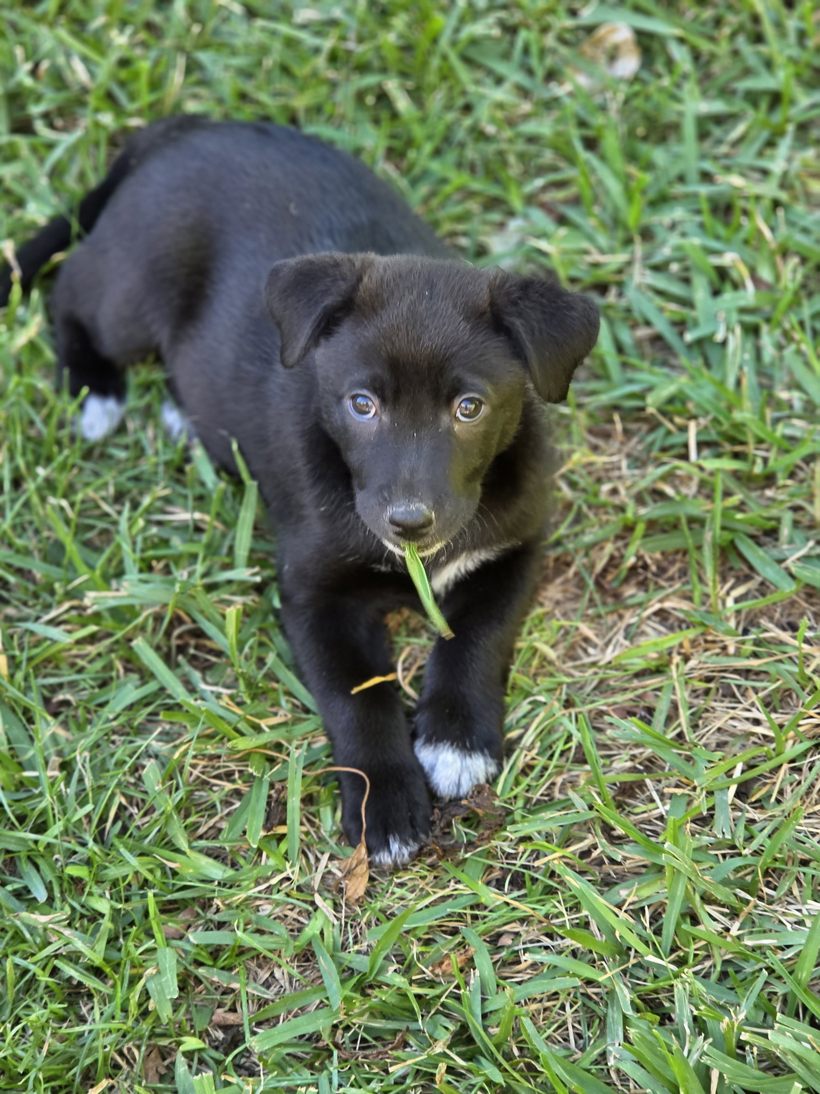 Smokey, photo 2