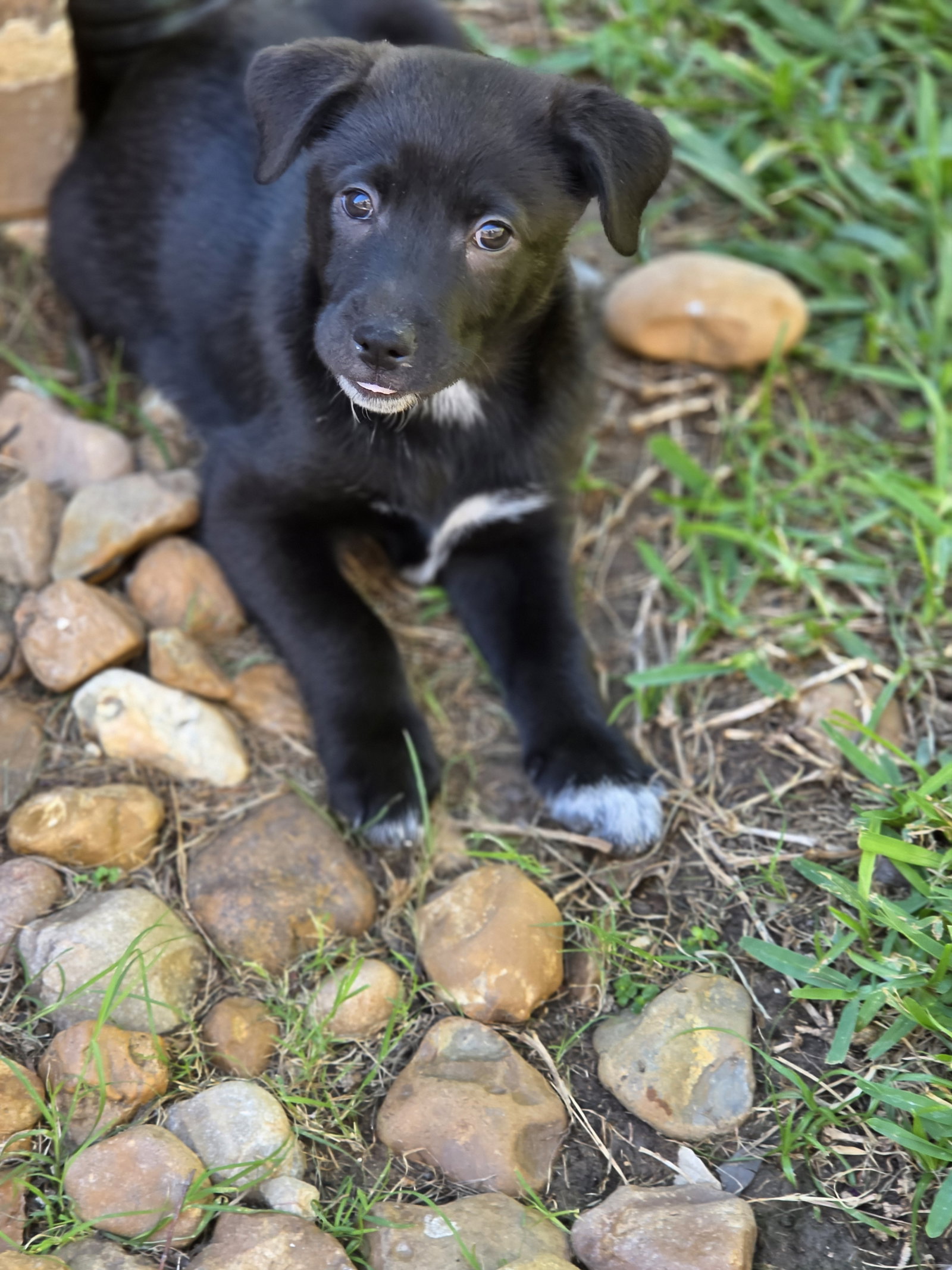 Smokey, photo 3