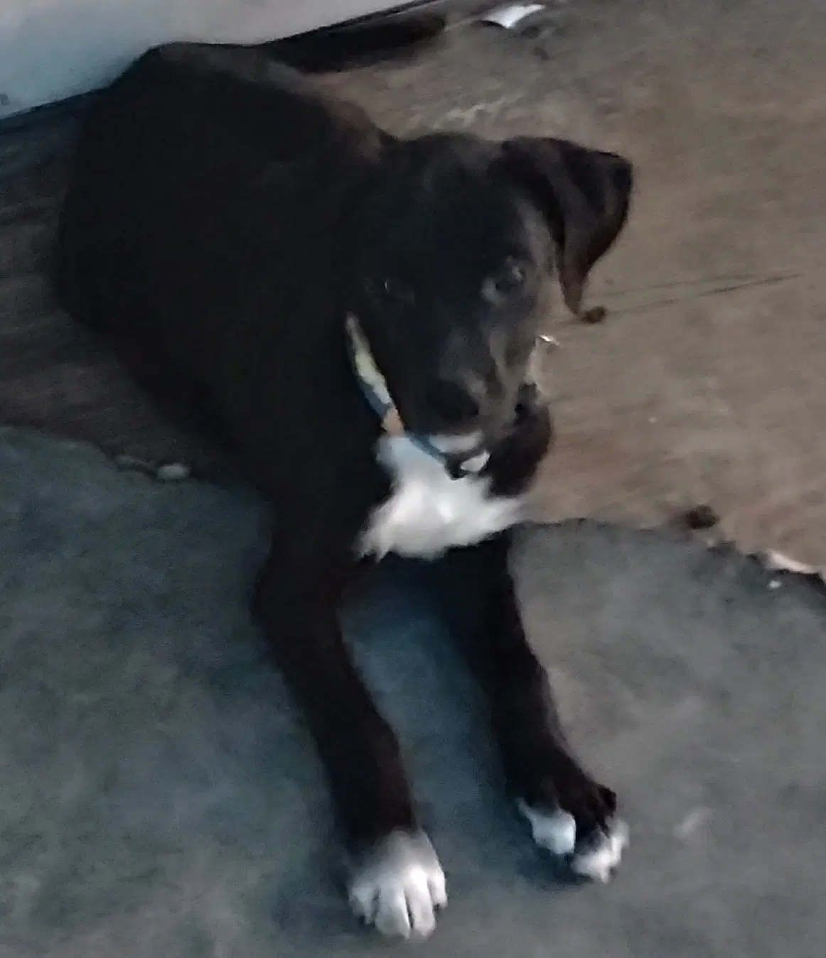 Princess - Staffordshire Bull Terrier
