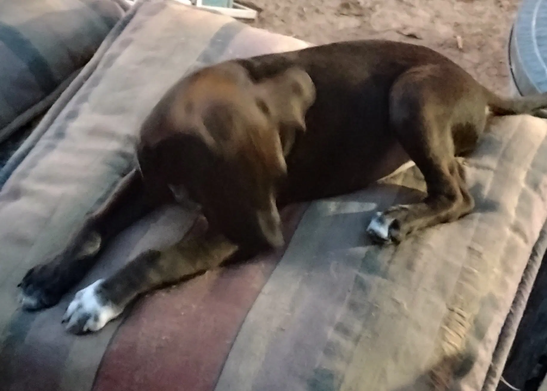 Herschel - Staffordshire Bull Terrier