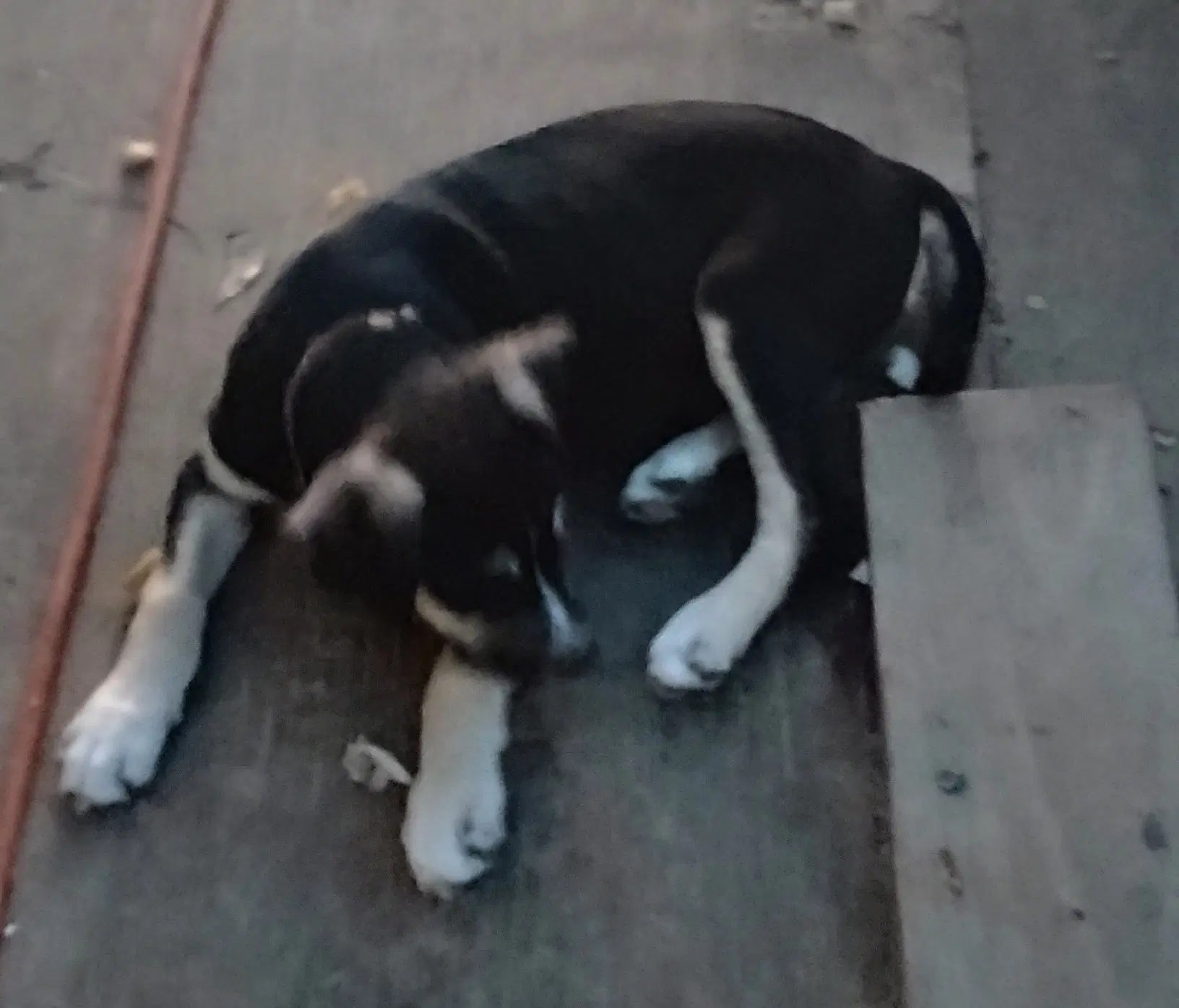 Pedro - Staffordshire Bull Terrier