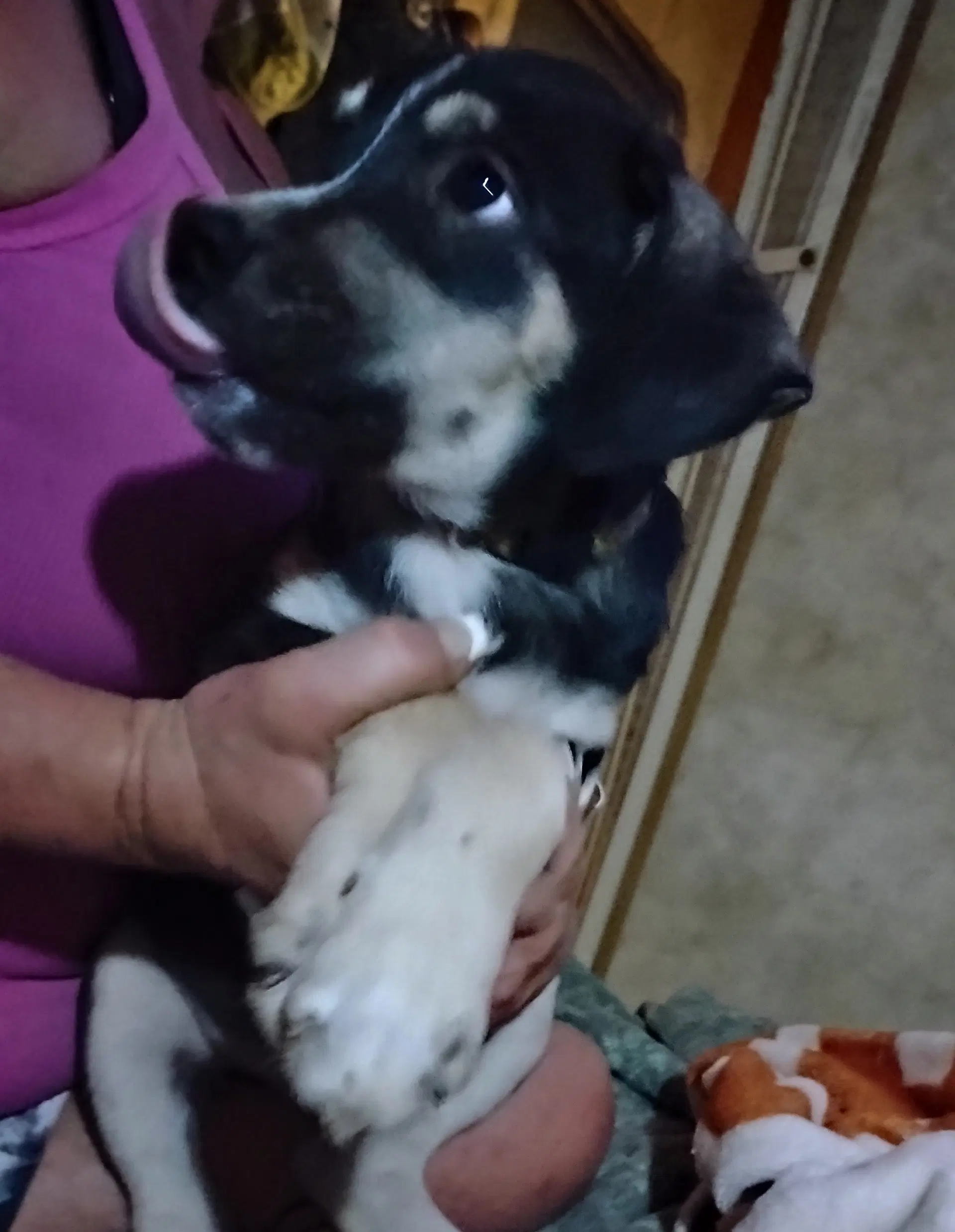 Pedro image 2