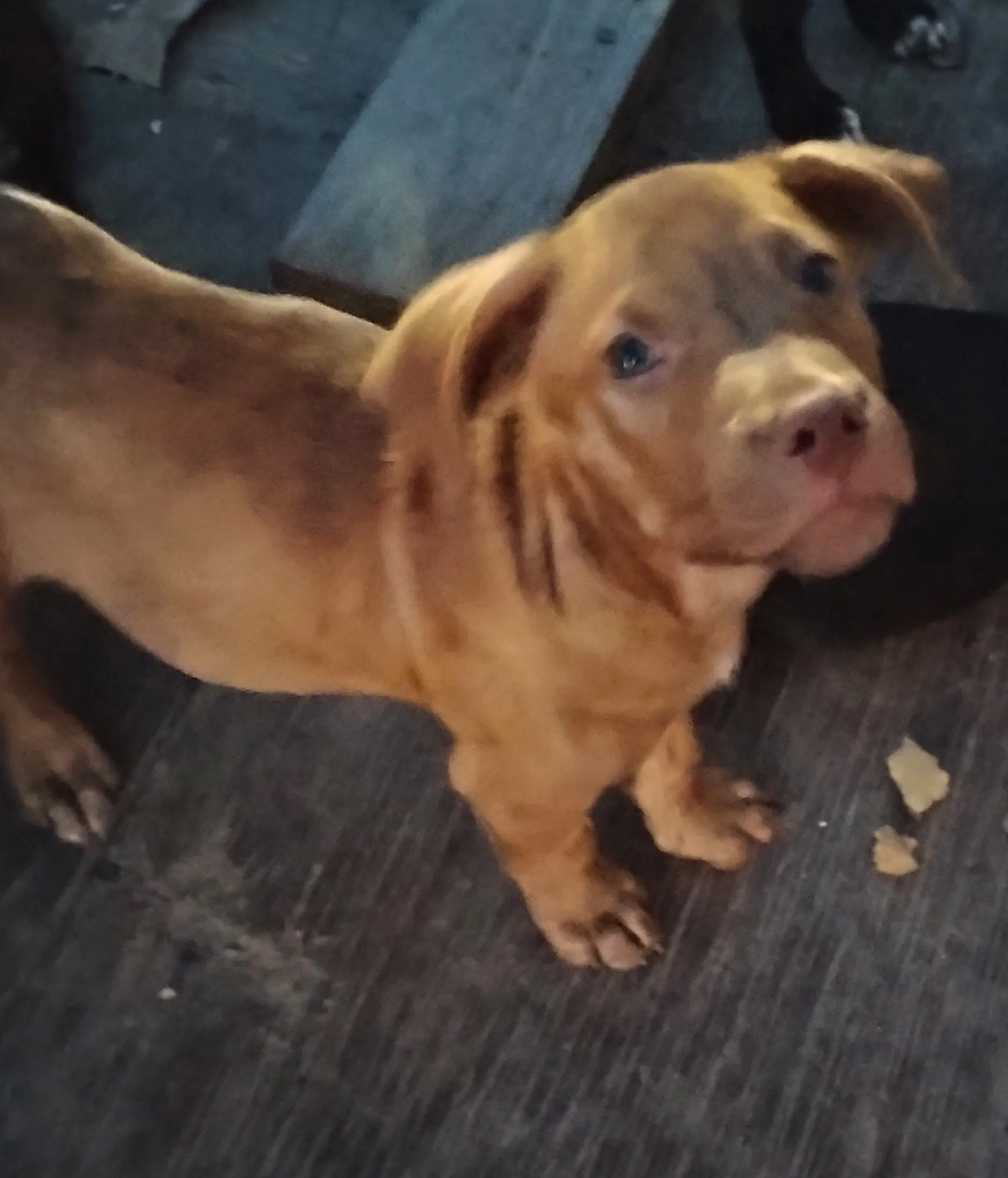 Rudy - Staffordshire Bull Terrier