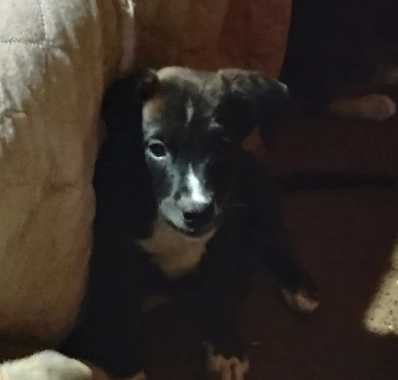 Scooter - Staffordshire Bull Terrier