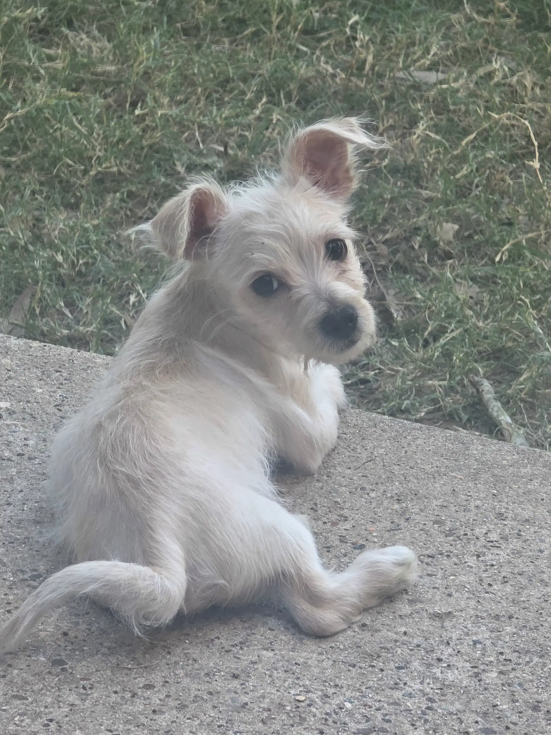 Woodrow - Schnauzer