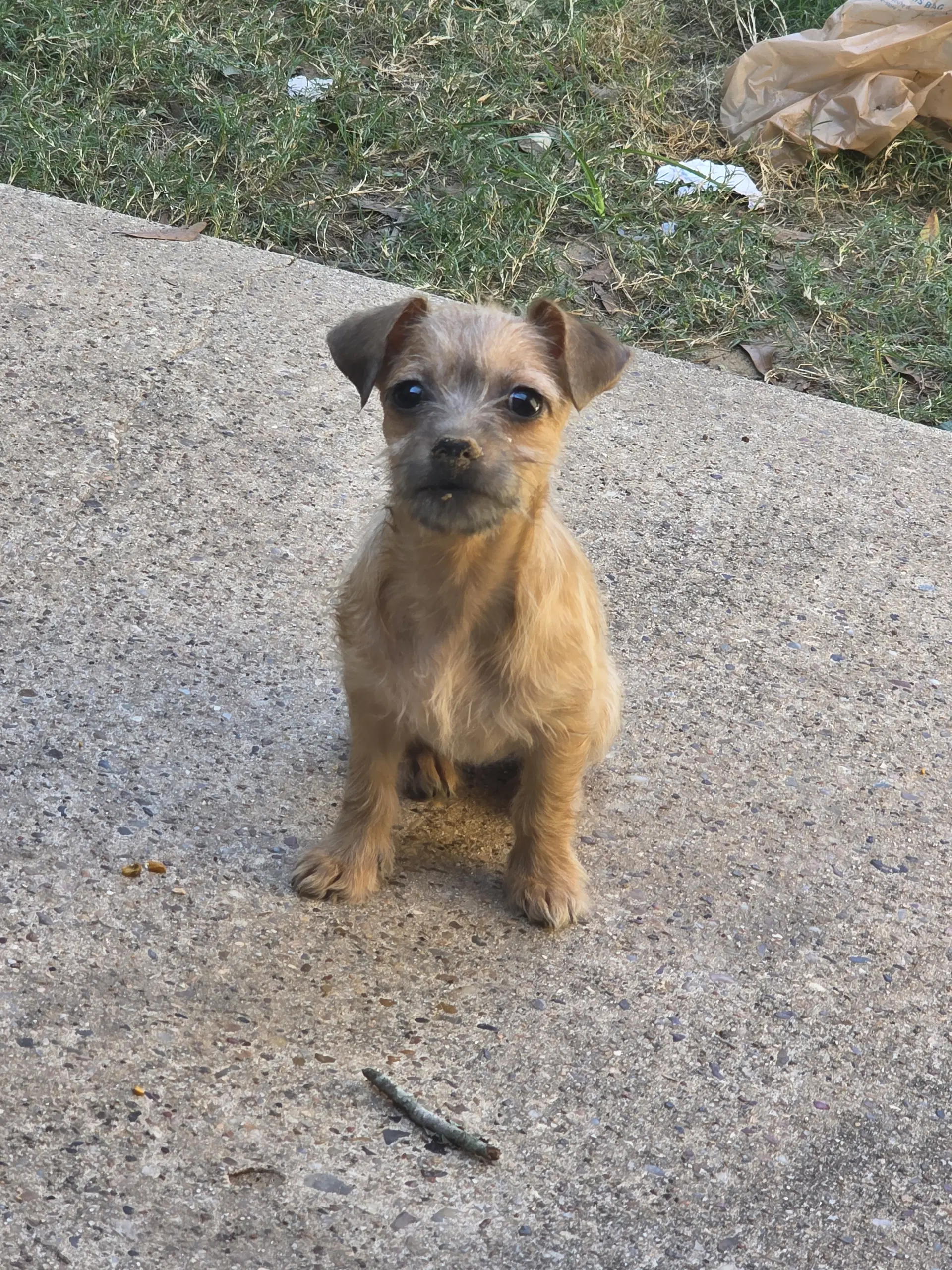 June Bug - Schnauzer