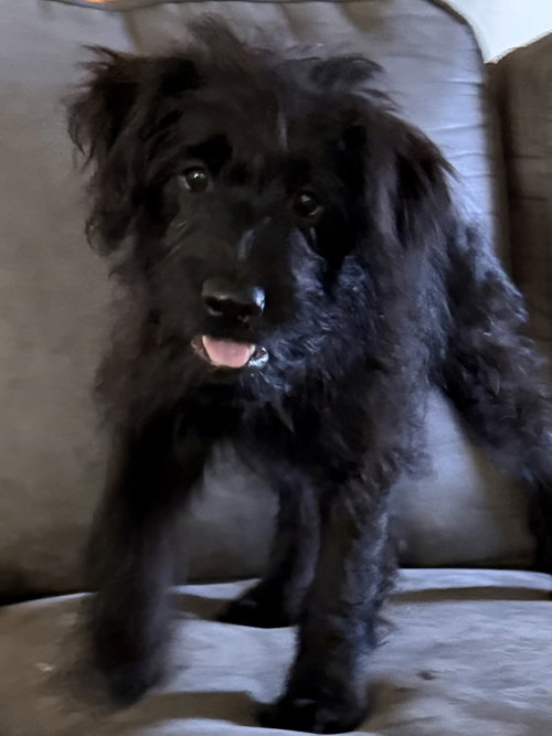 Kyanite, a dog for adoption from Operation Pets Alive