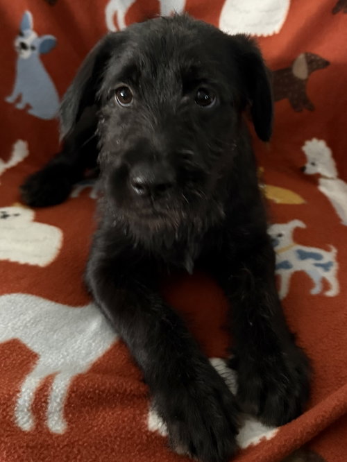 Tourmaline, a dog for adoption from Operation Pets Alive