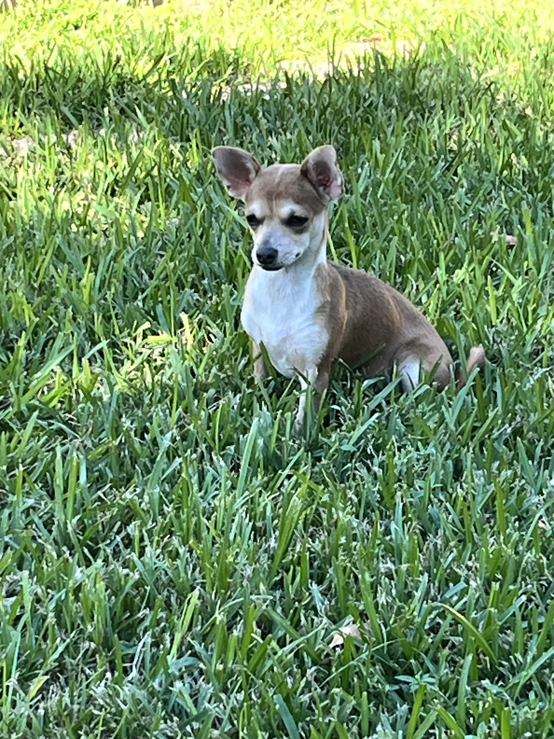 Ruby - Chihuahua
