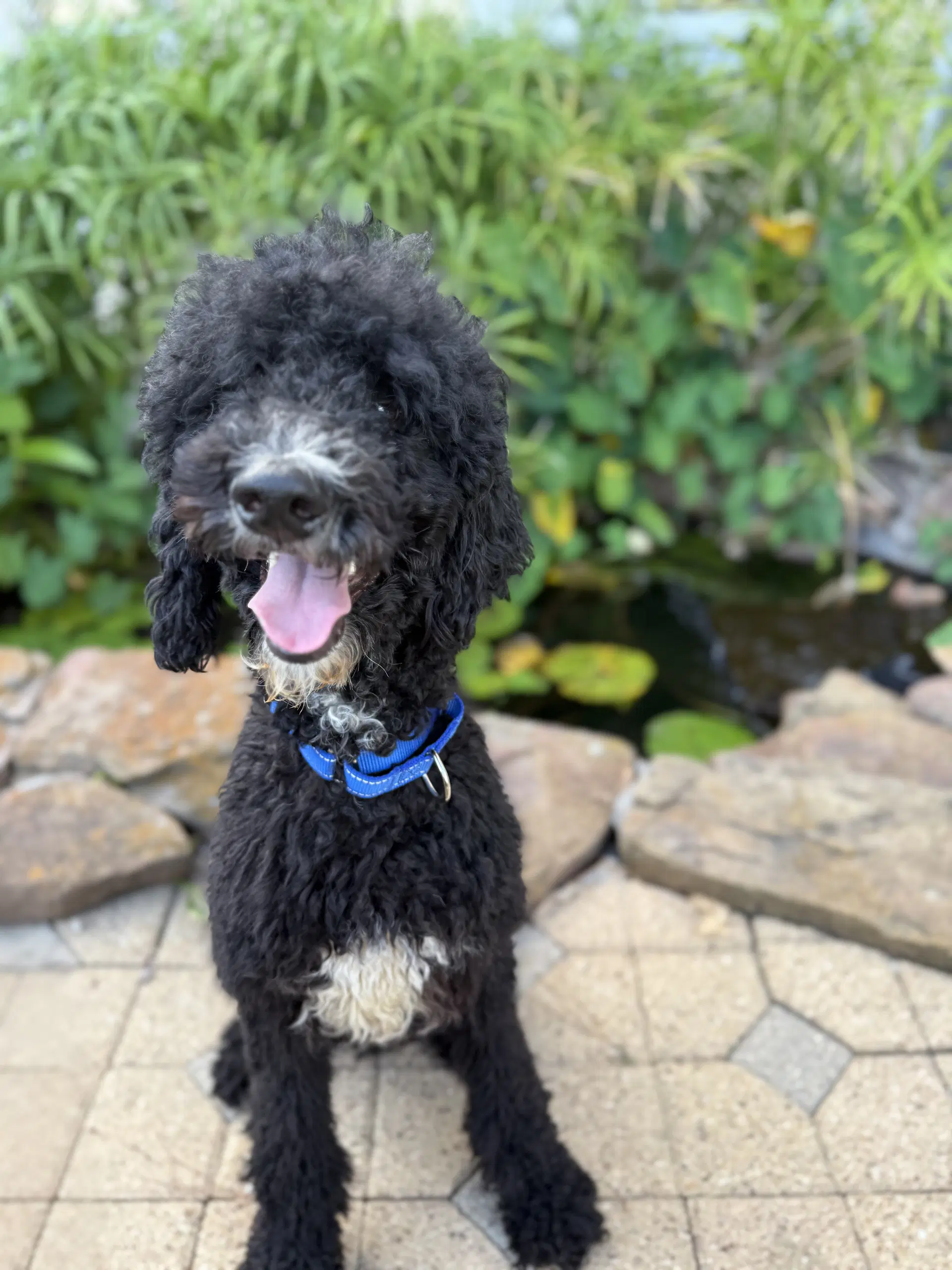 Zeebo - Poodle (Standard)