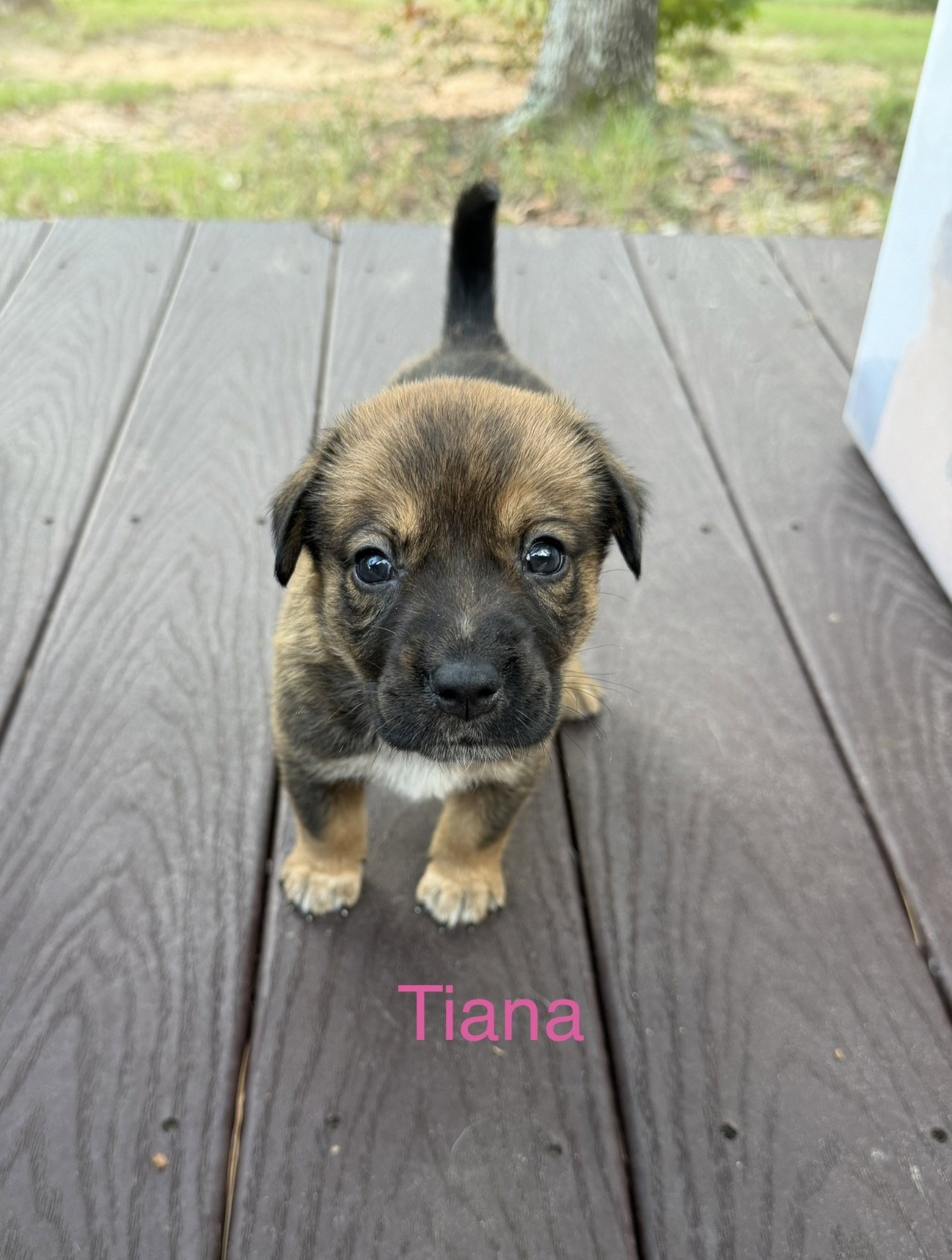 Tiana