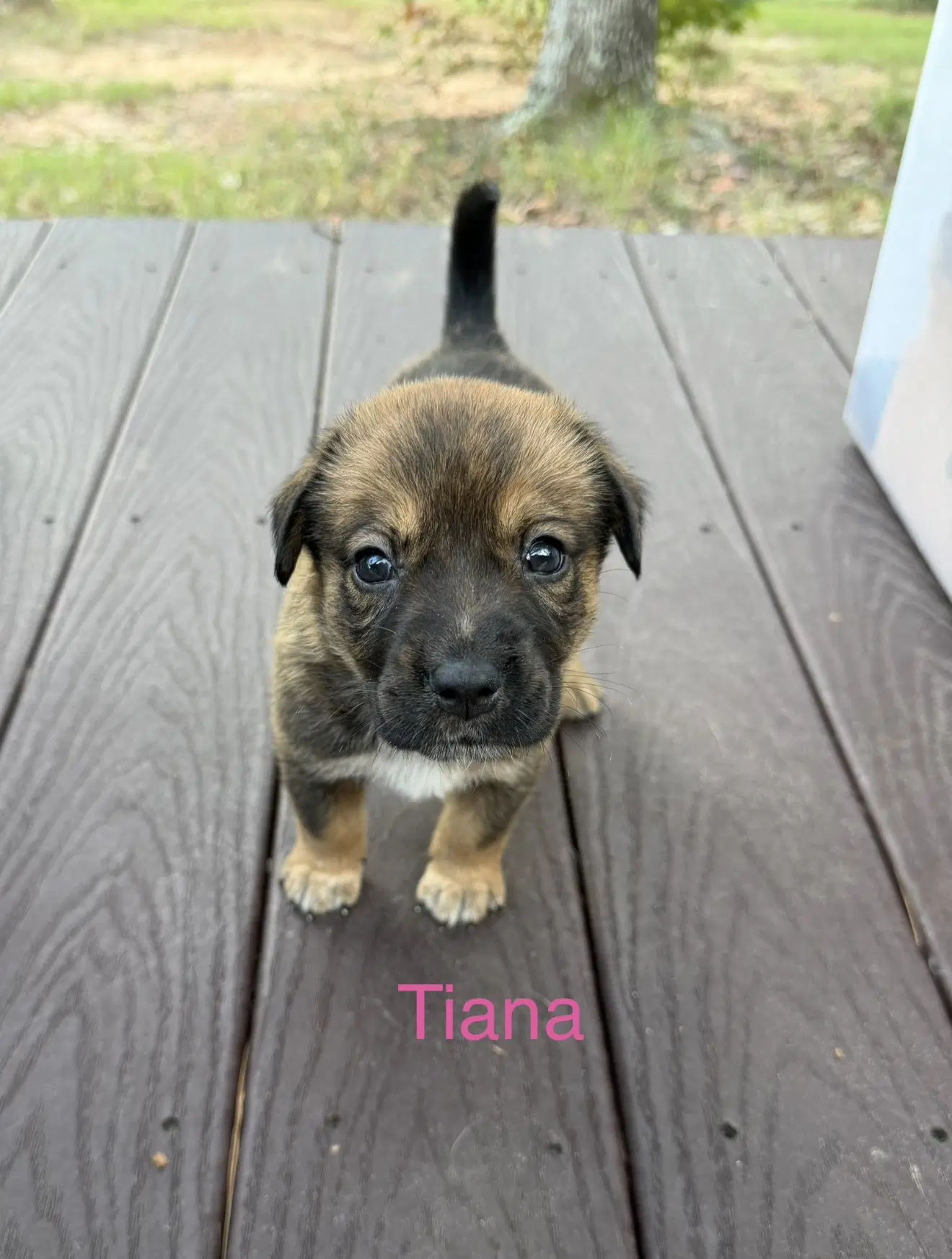Tiana - Australian Cattle Dog/Blue Heeler