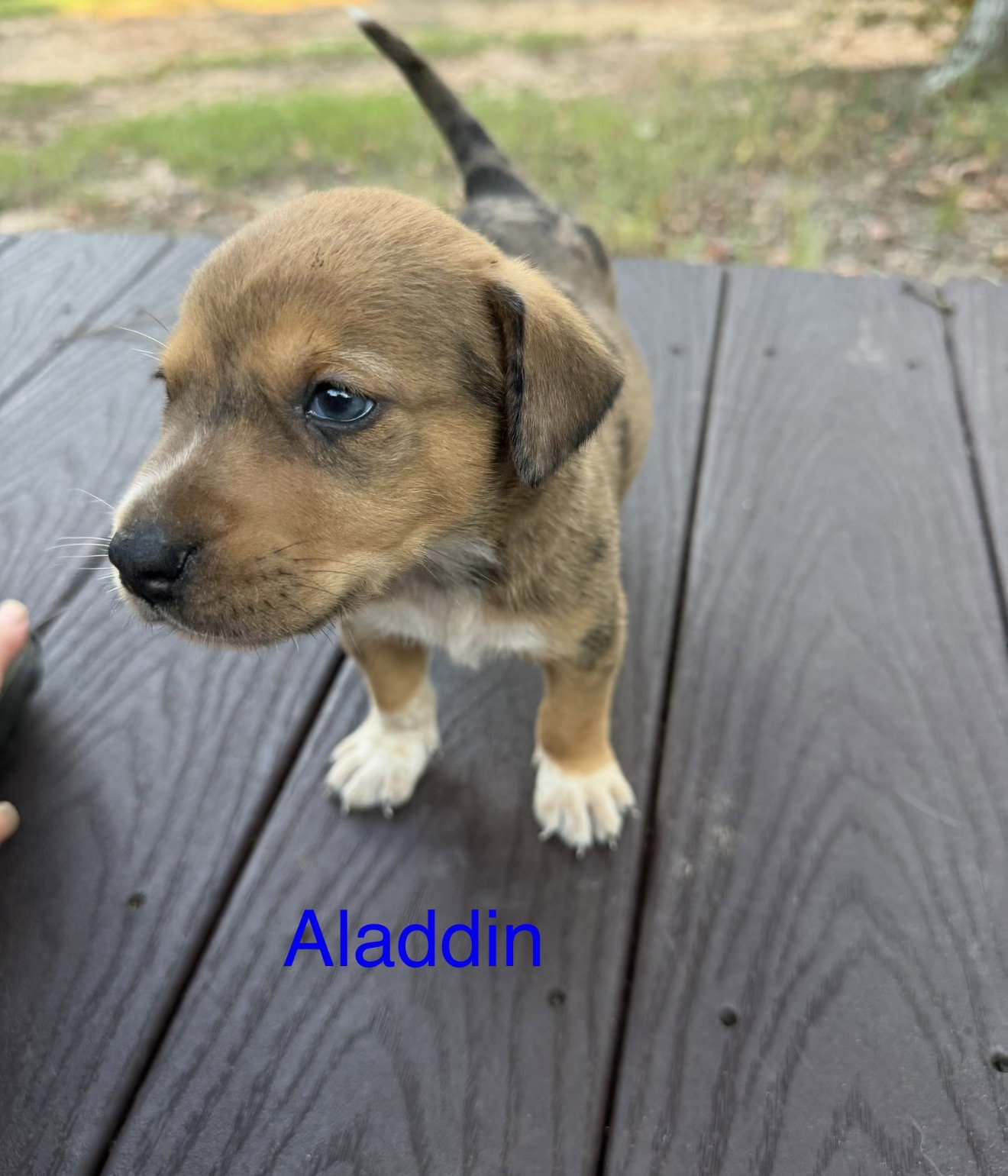 Aladdin