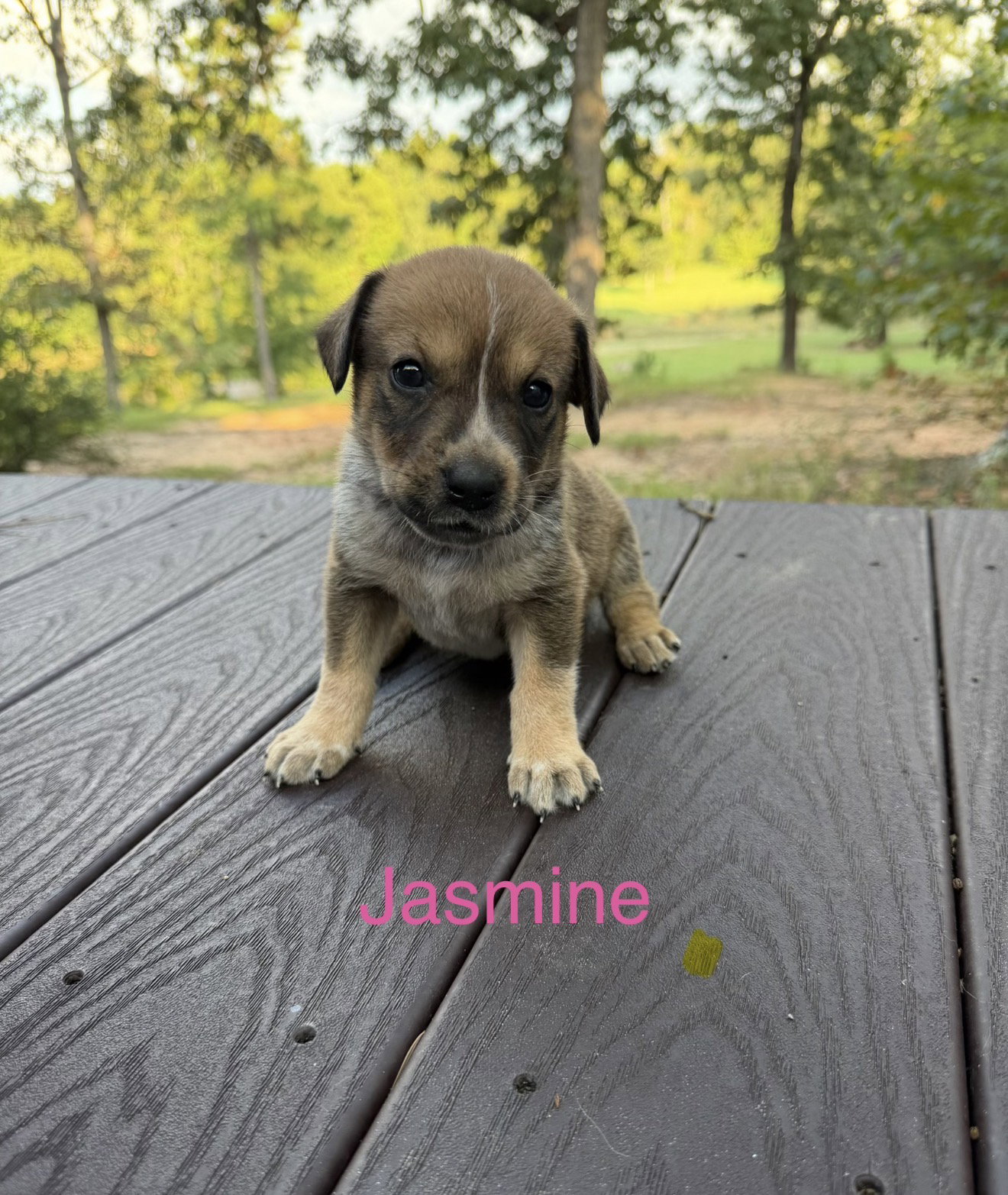 Jasmine