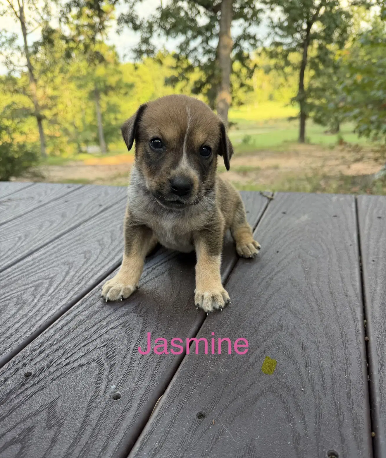 Jasmine - Australian Cattle Dog/Blue Heeler