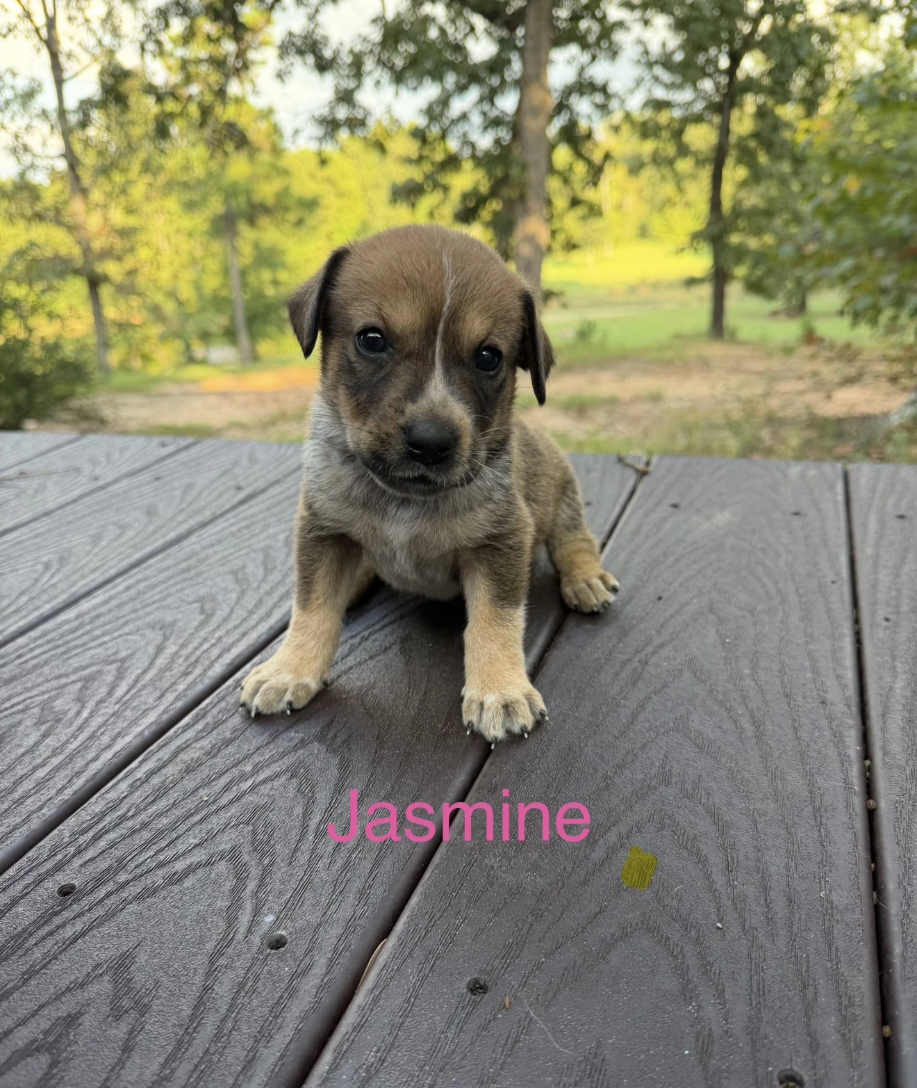 Jasmine