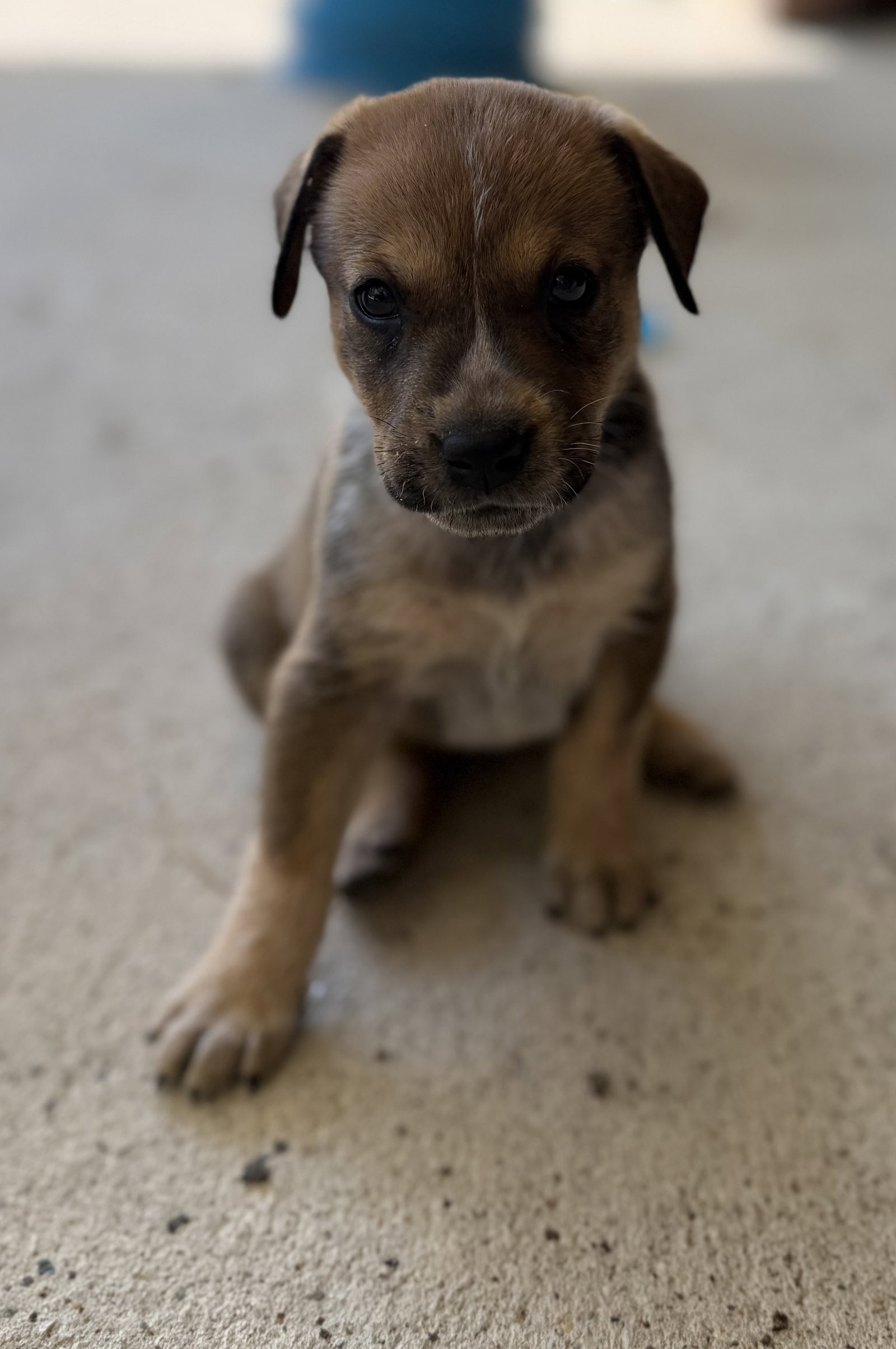Jasmine, photo 2