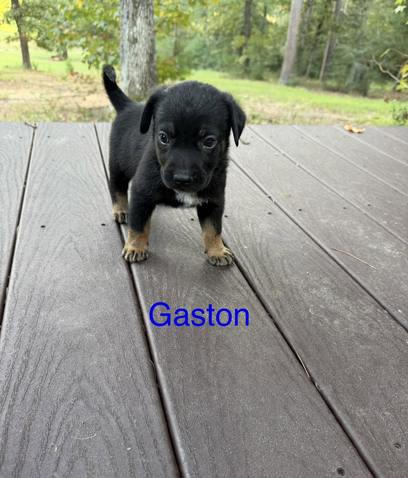 Gaston