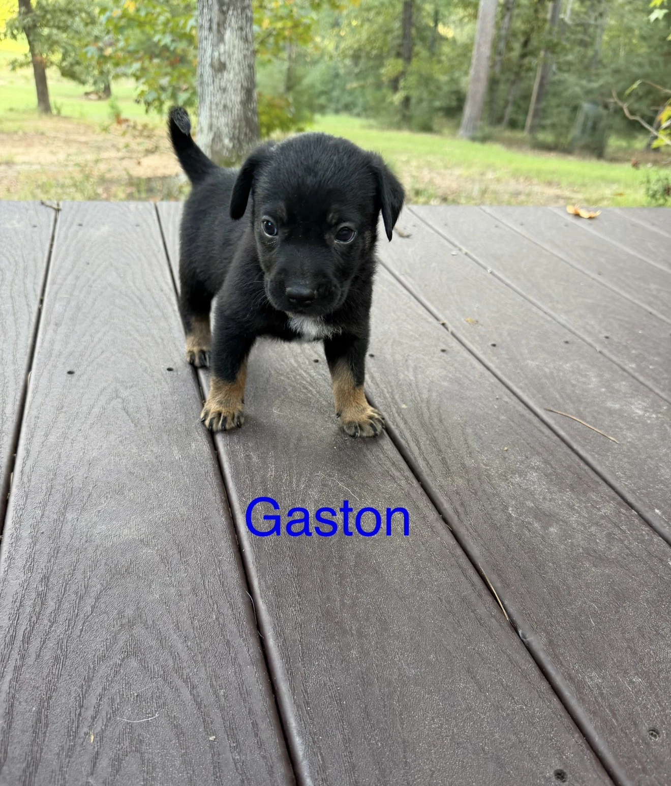 Gaston