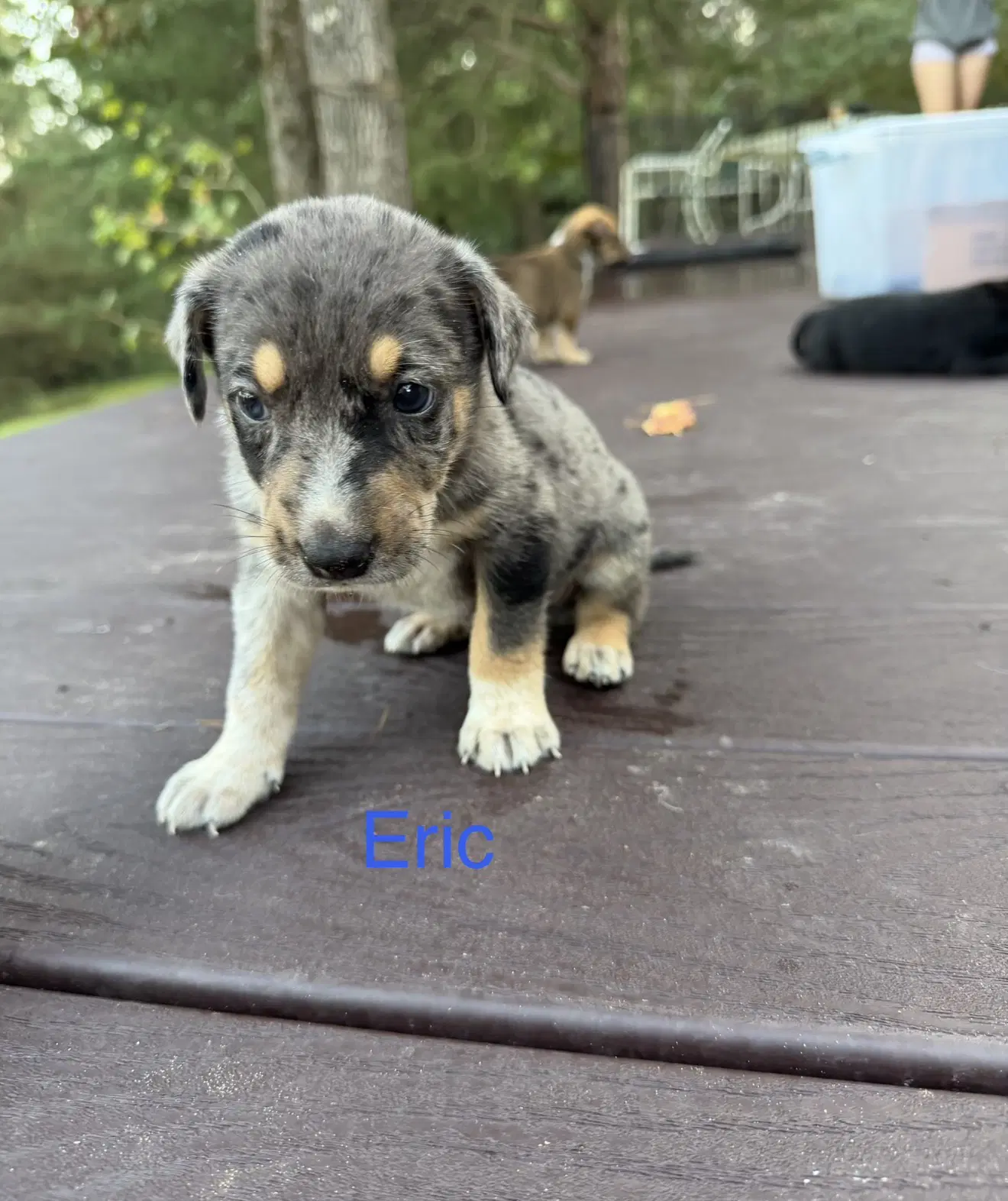 Eric - Australian Cattle Dog/Blue Heeler