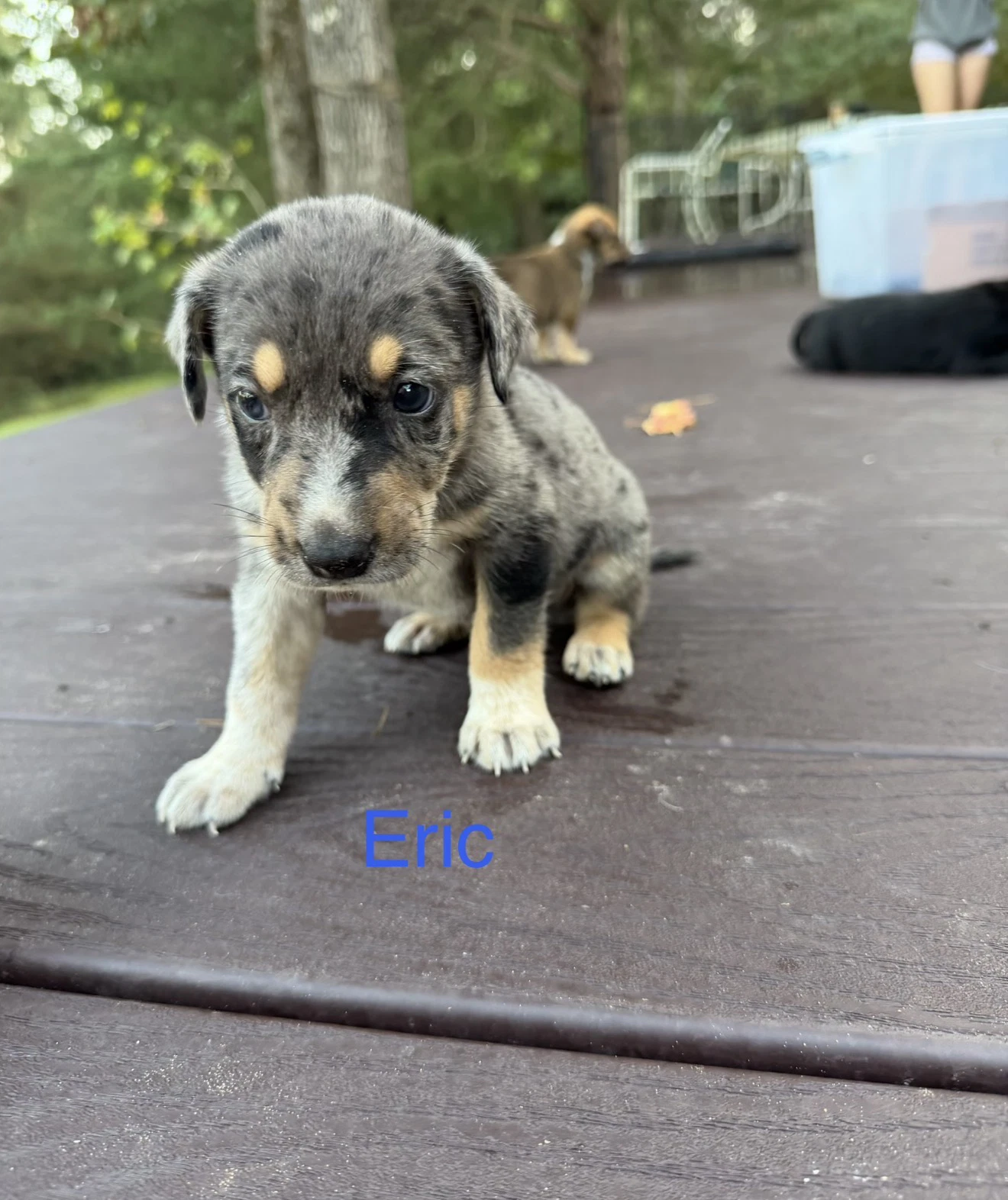 Eric
