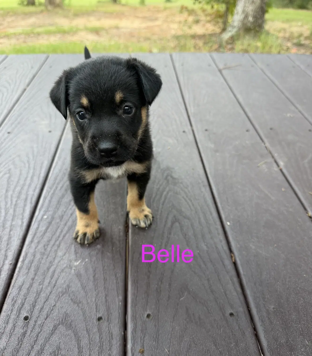 Belle - Australian Cattle Dog/Blue Heeler