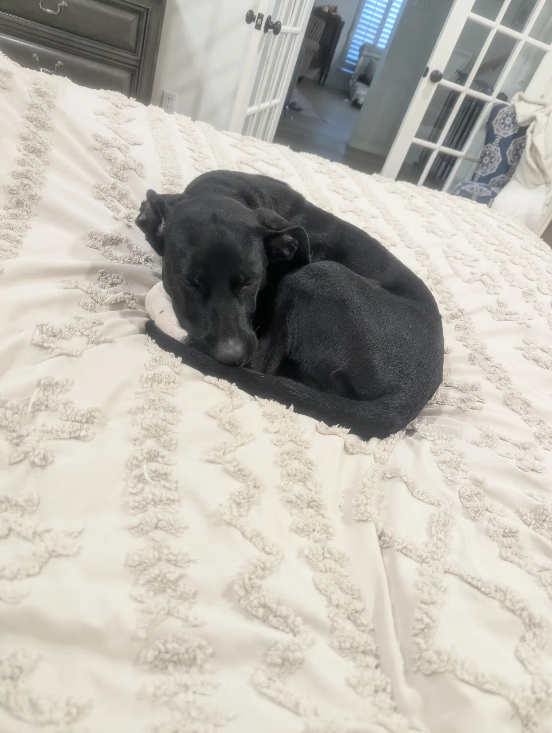 Echonyx - Labrador Retriever