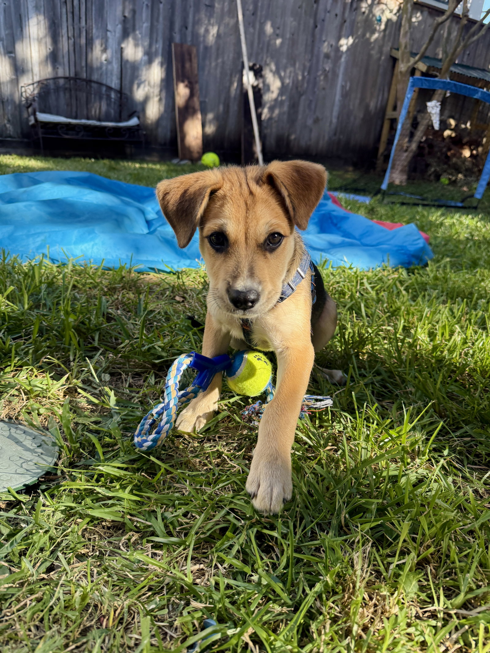 Banjo