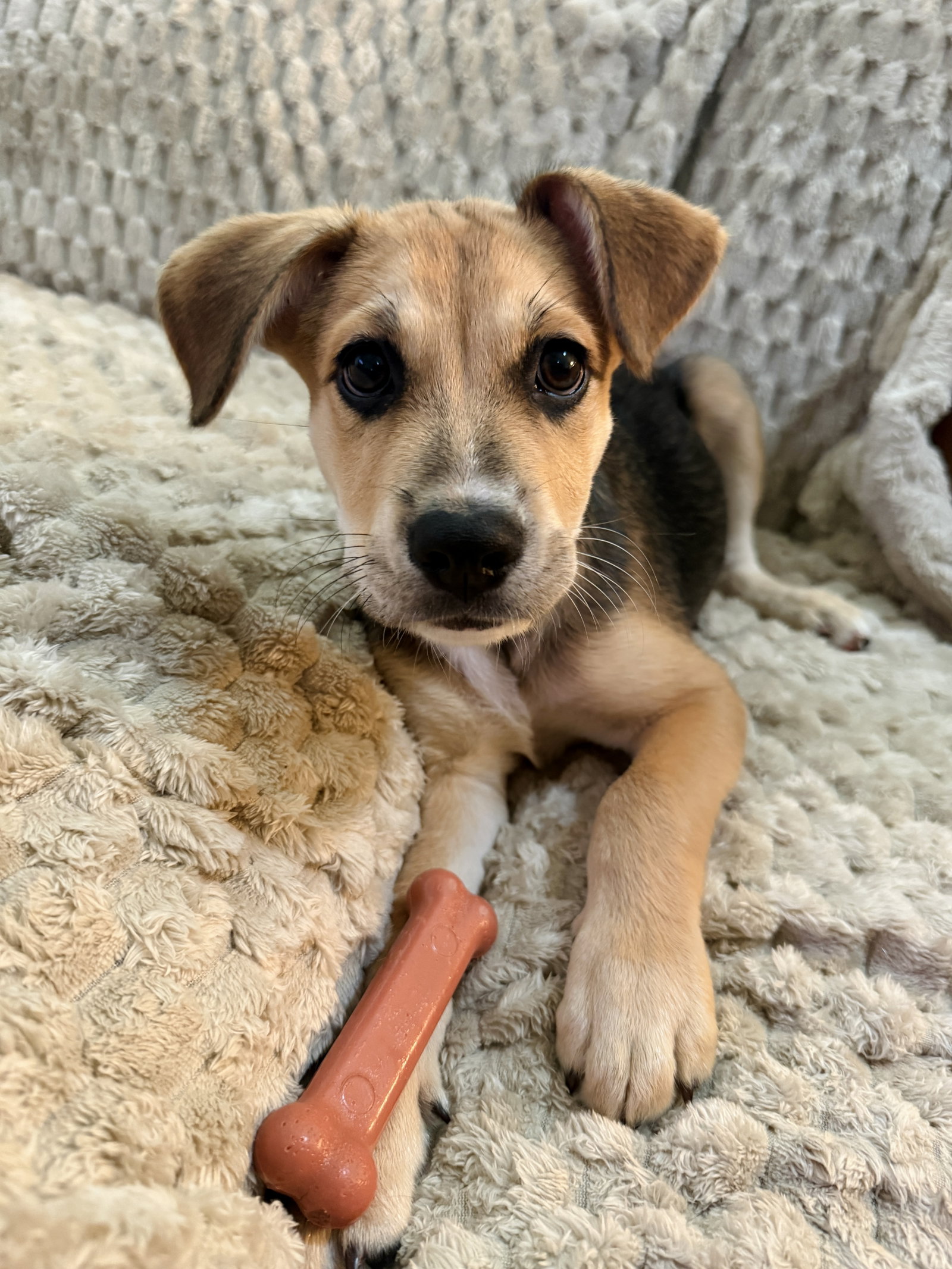 Banjo, photo 2