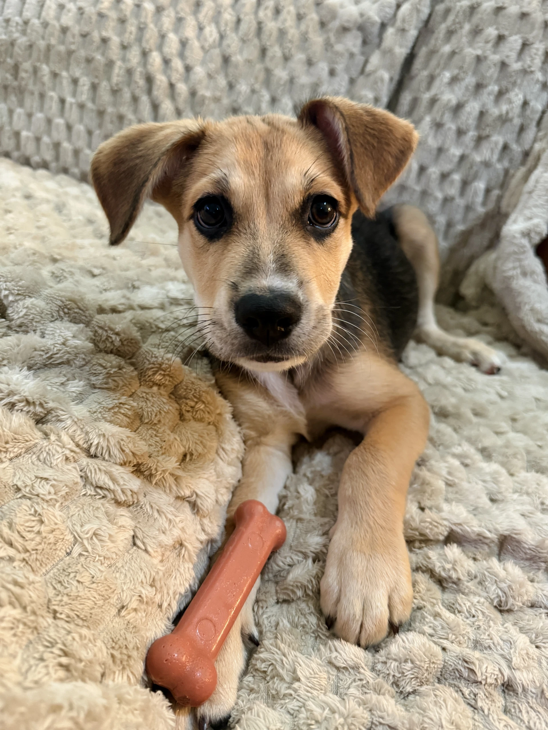 Banjo