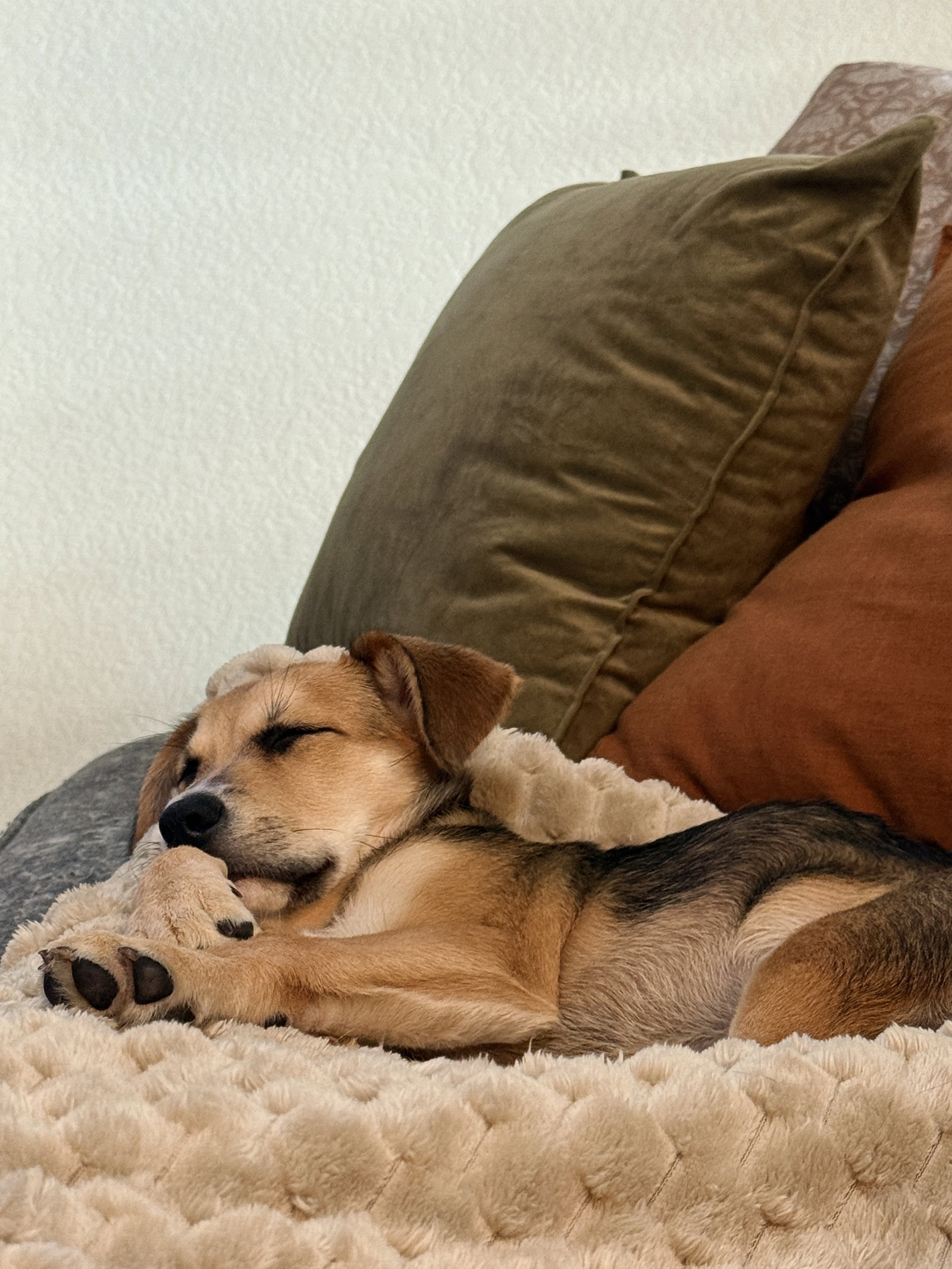 Banjo, photo 5
