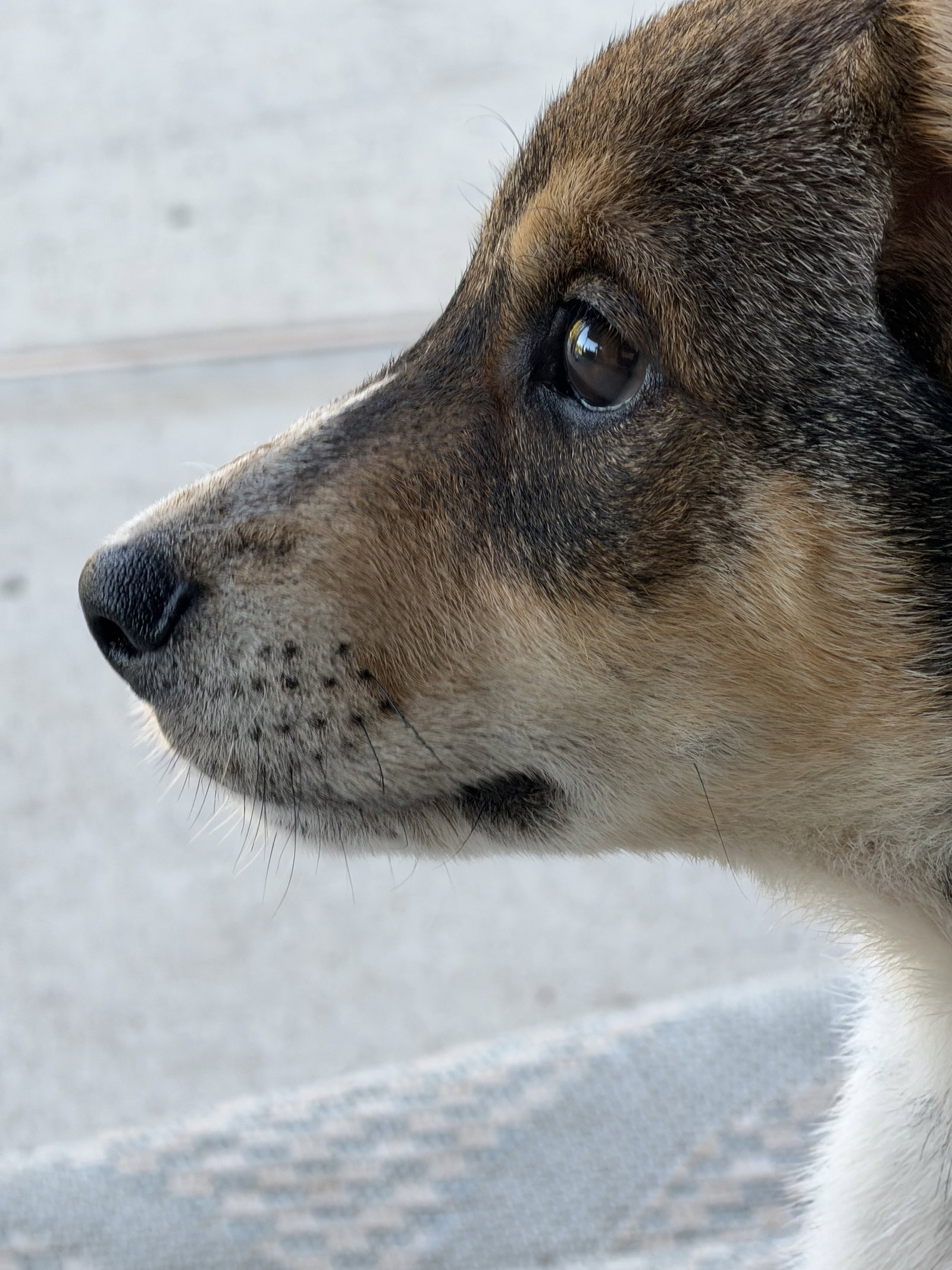 Rocky, photo 3