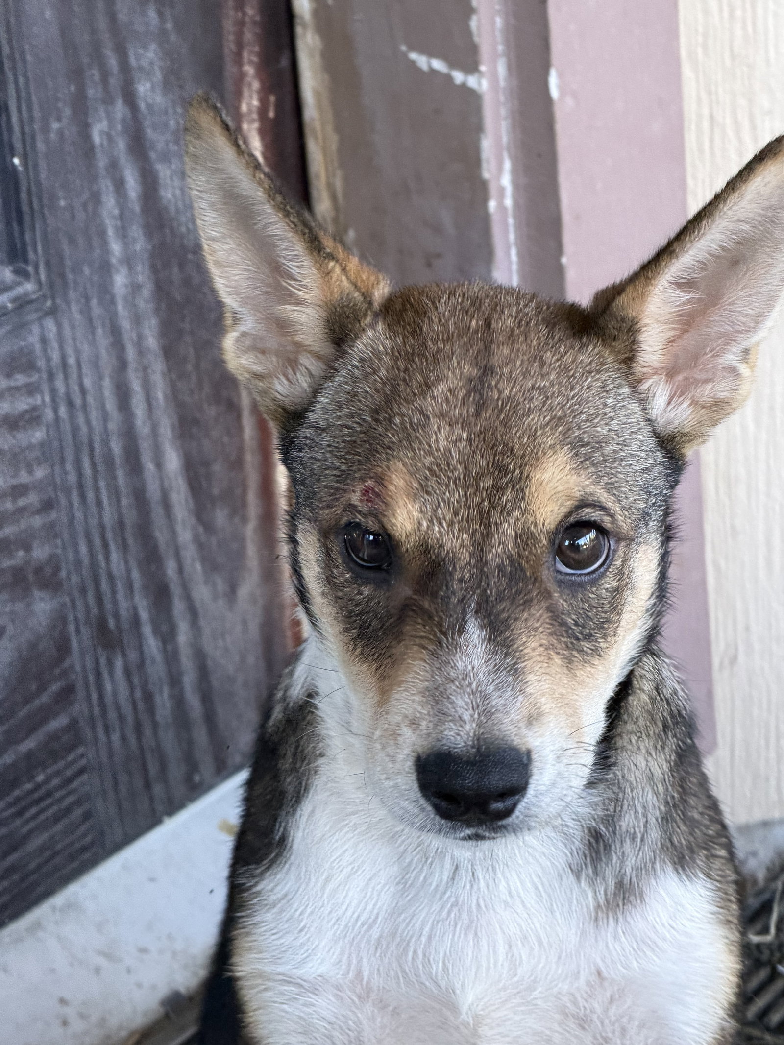 Rocky, photo 4