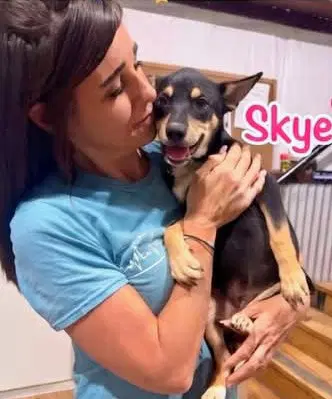 Skye - German Shepherd Dog