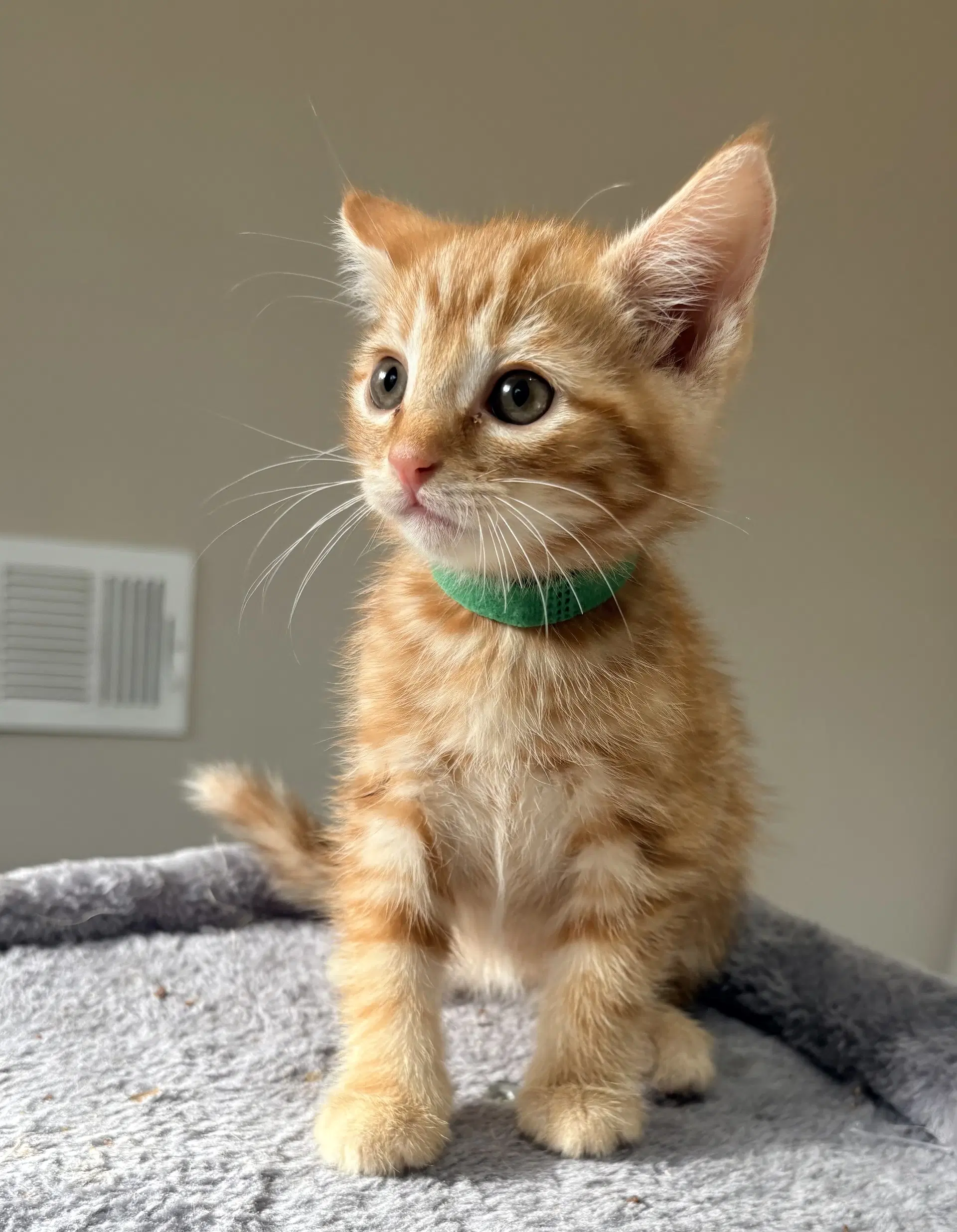 Bronx - Domestic Short Hair