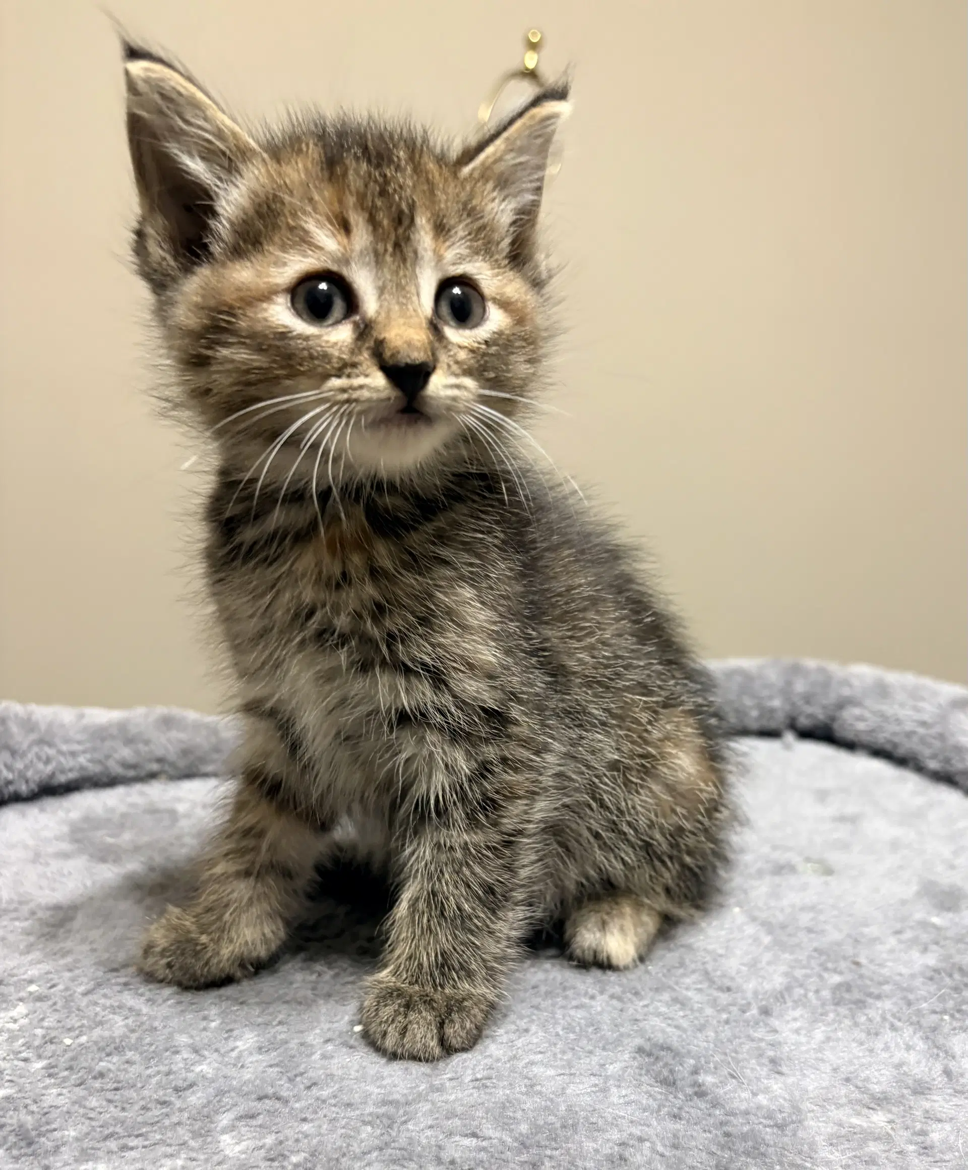 Brooklyn - Domestic Short Hair