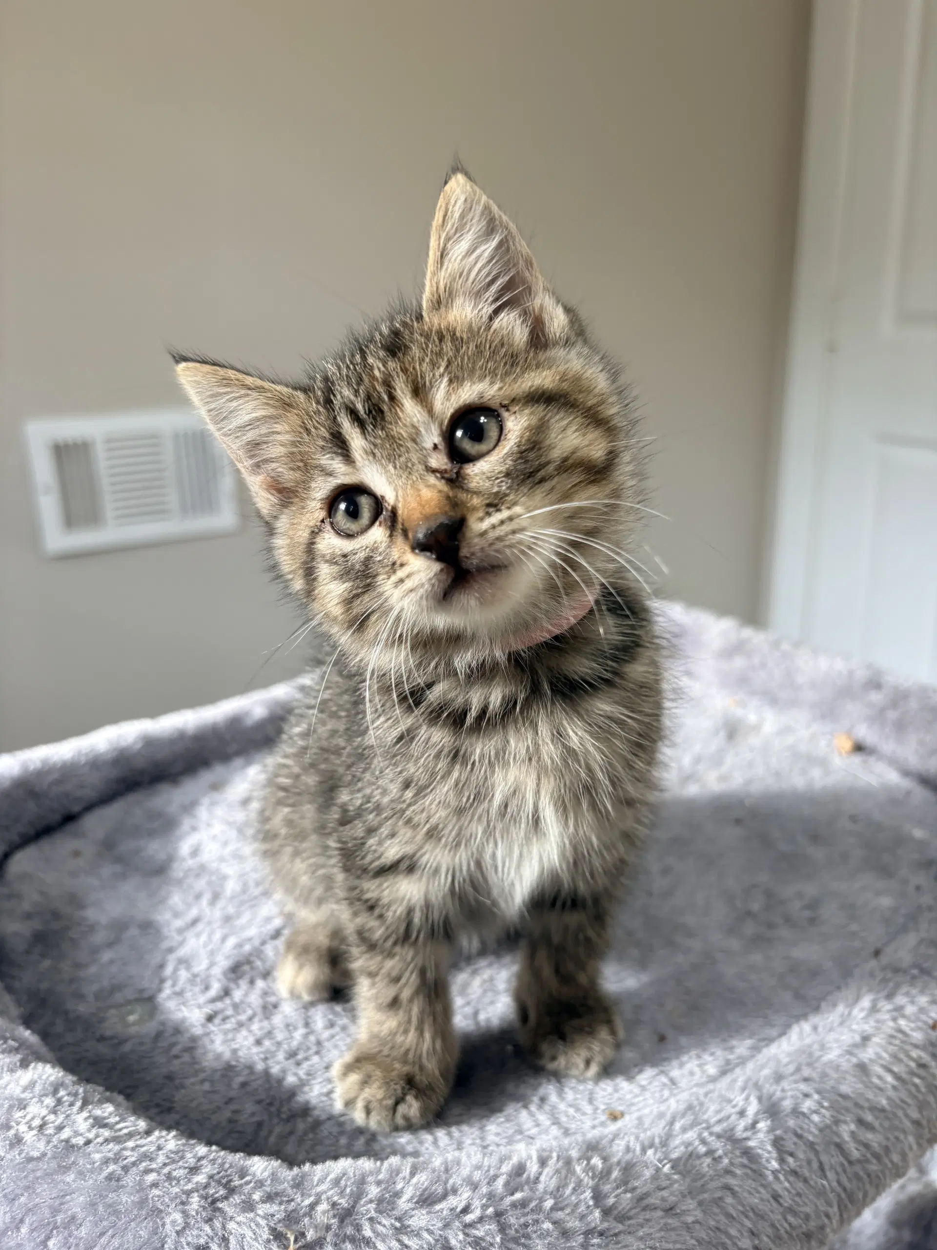 Harlem - Domestic Short Hair