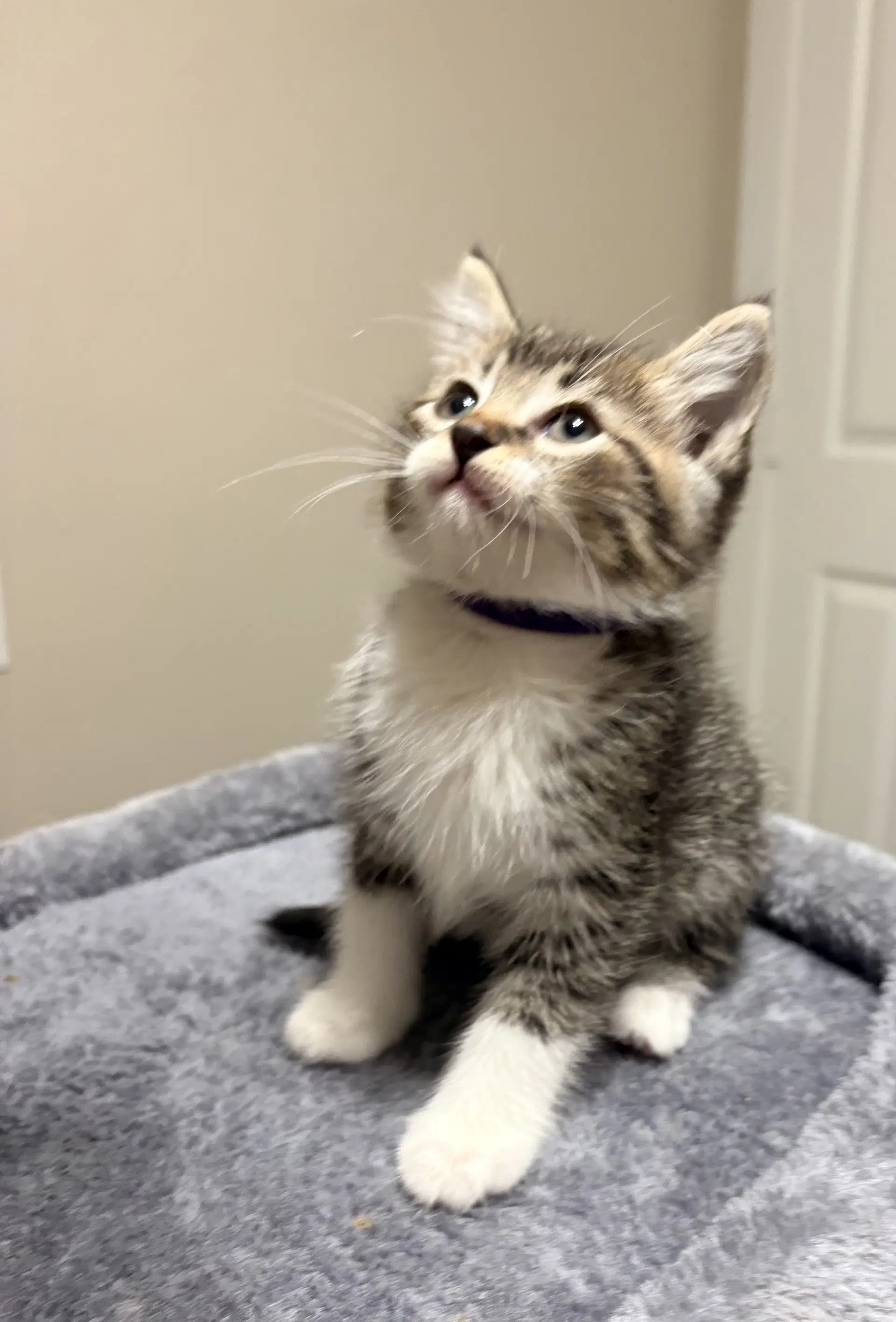 Liberty - Domestic Short Hair