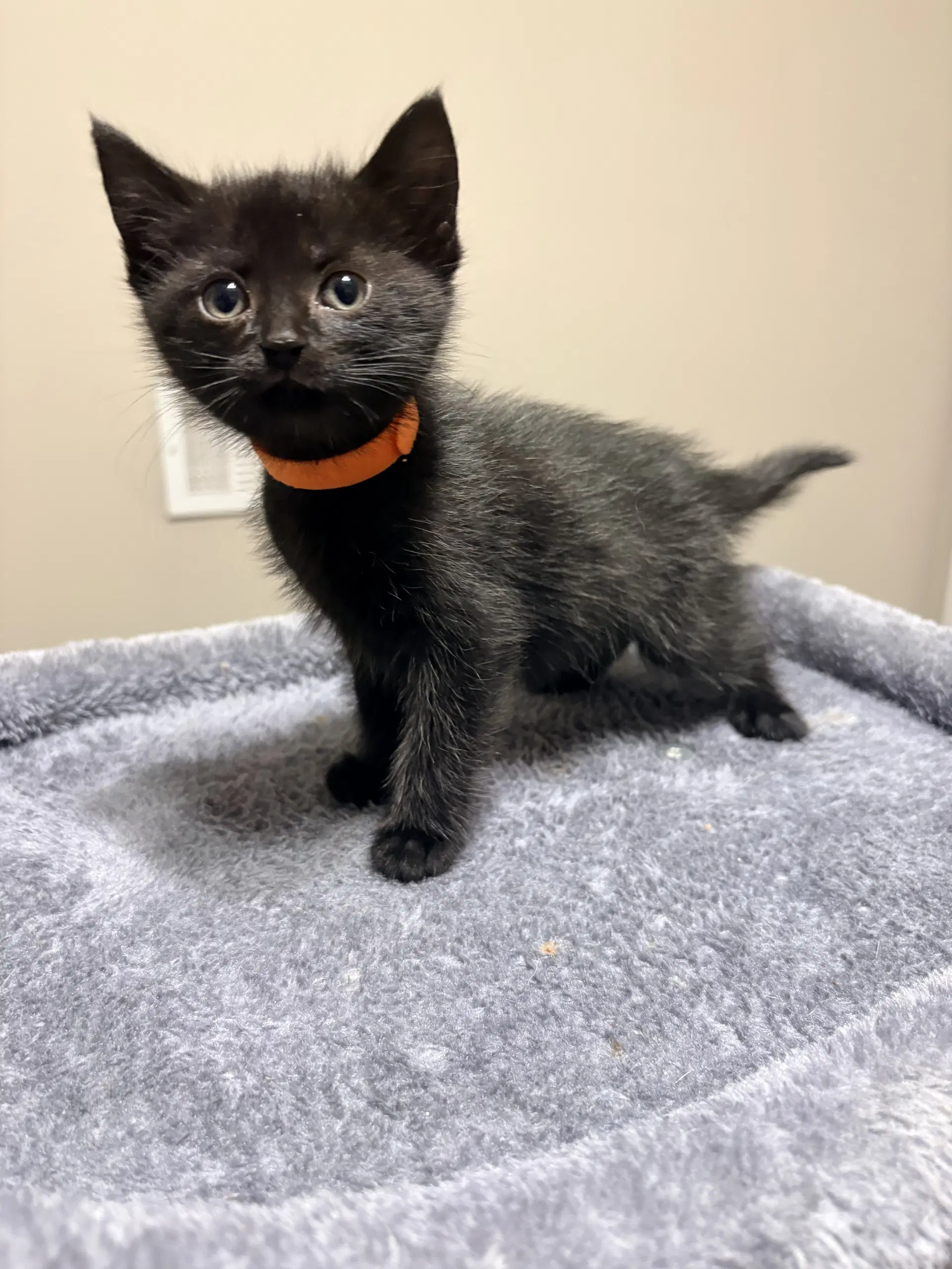 Soho - Domestic Short Hair