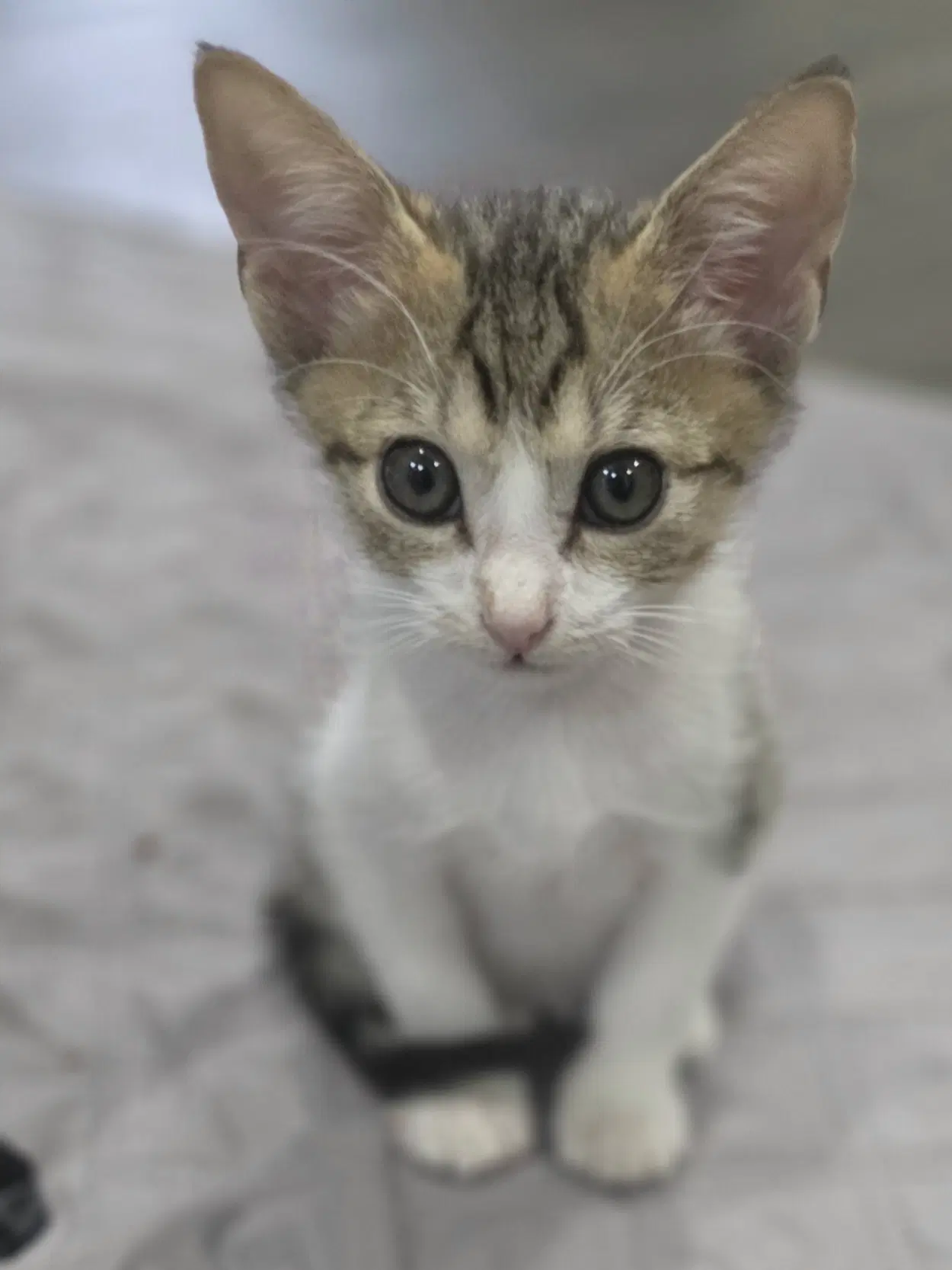 Willy - Domestic Short Hair